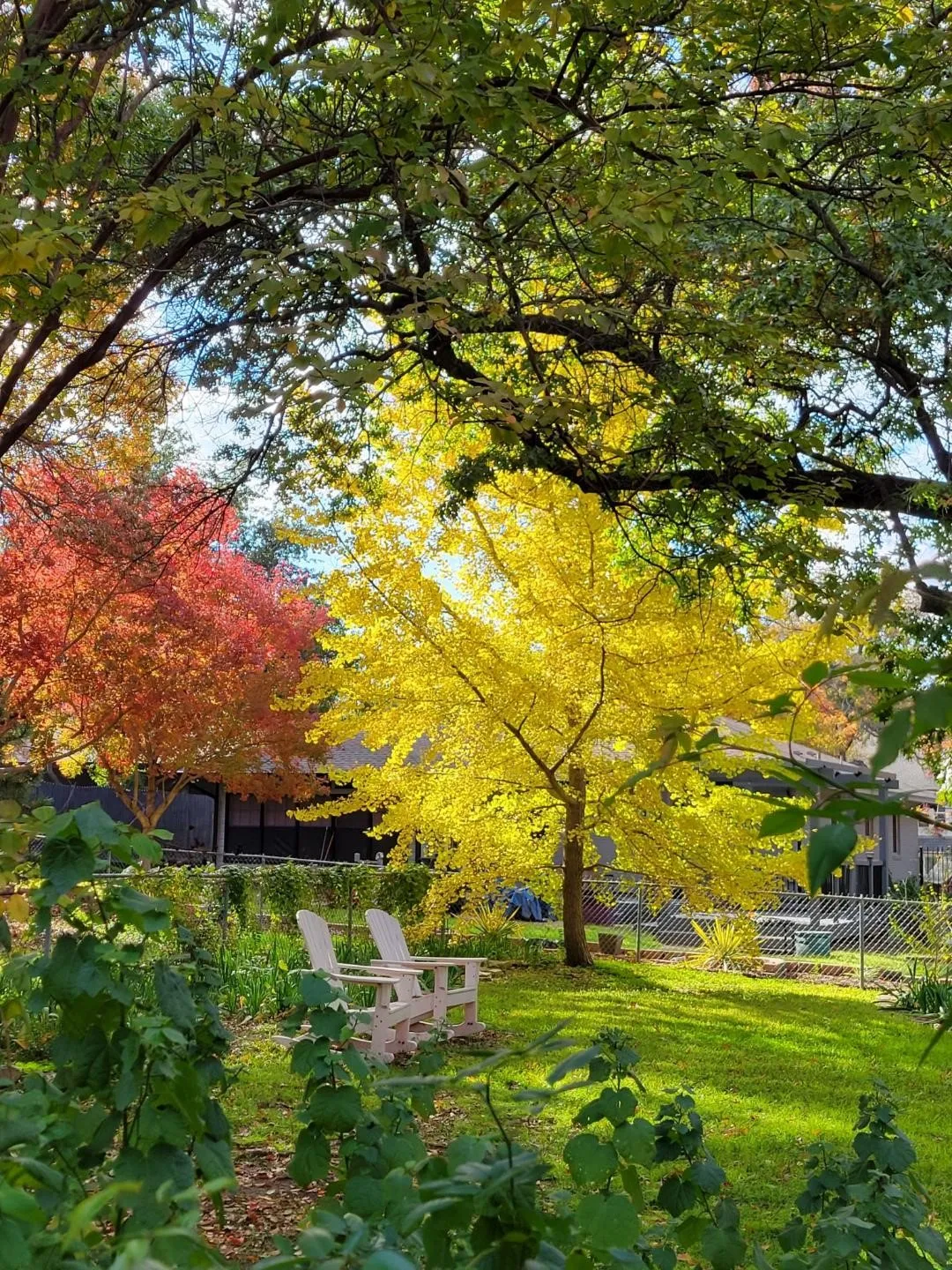 Fall colors