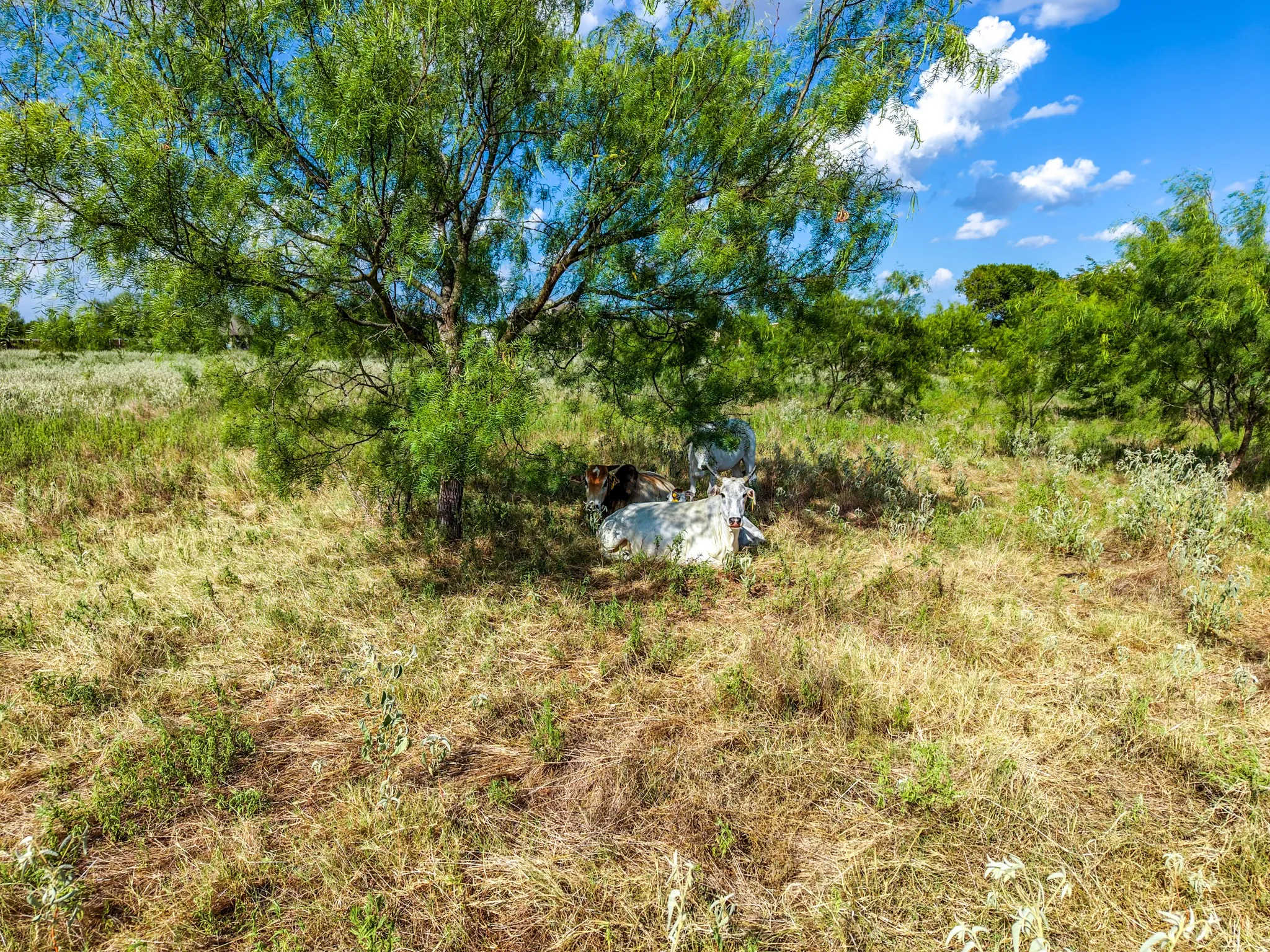 Unimproved Land For Sale in Kaufman County , 7348 N State Highway 34, Oak Ridge, Texas 75161, 0, 0, Garage spaces, 0 Sqft, built in 2022, mls#21367622, Real Estate Agent in Oak Ridge, Homes For Sale in Kaufman county, Homes For Sale in Oak Ridge, Realtor in Oak Ridge Texas, Real Estate Brokerage Independent Realty Texas, Luminita Cordes Realtor