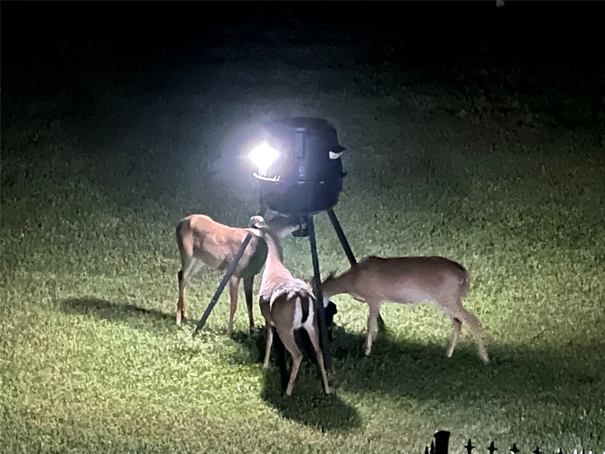 Deer in the greenbelt at the back of property