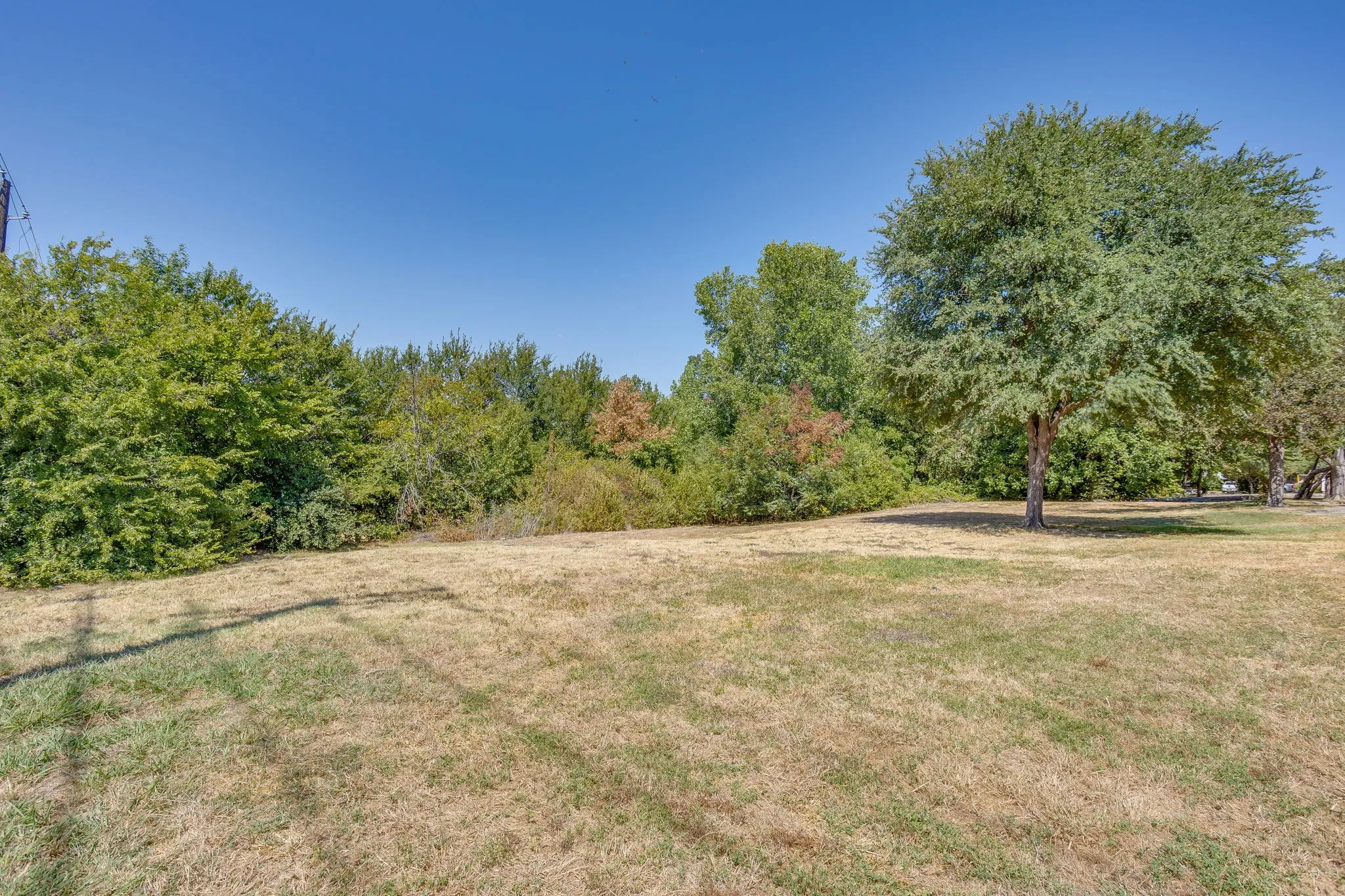 Expansive outdoor space featuring a large tree and mature perimeter greenery