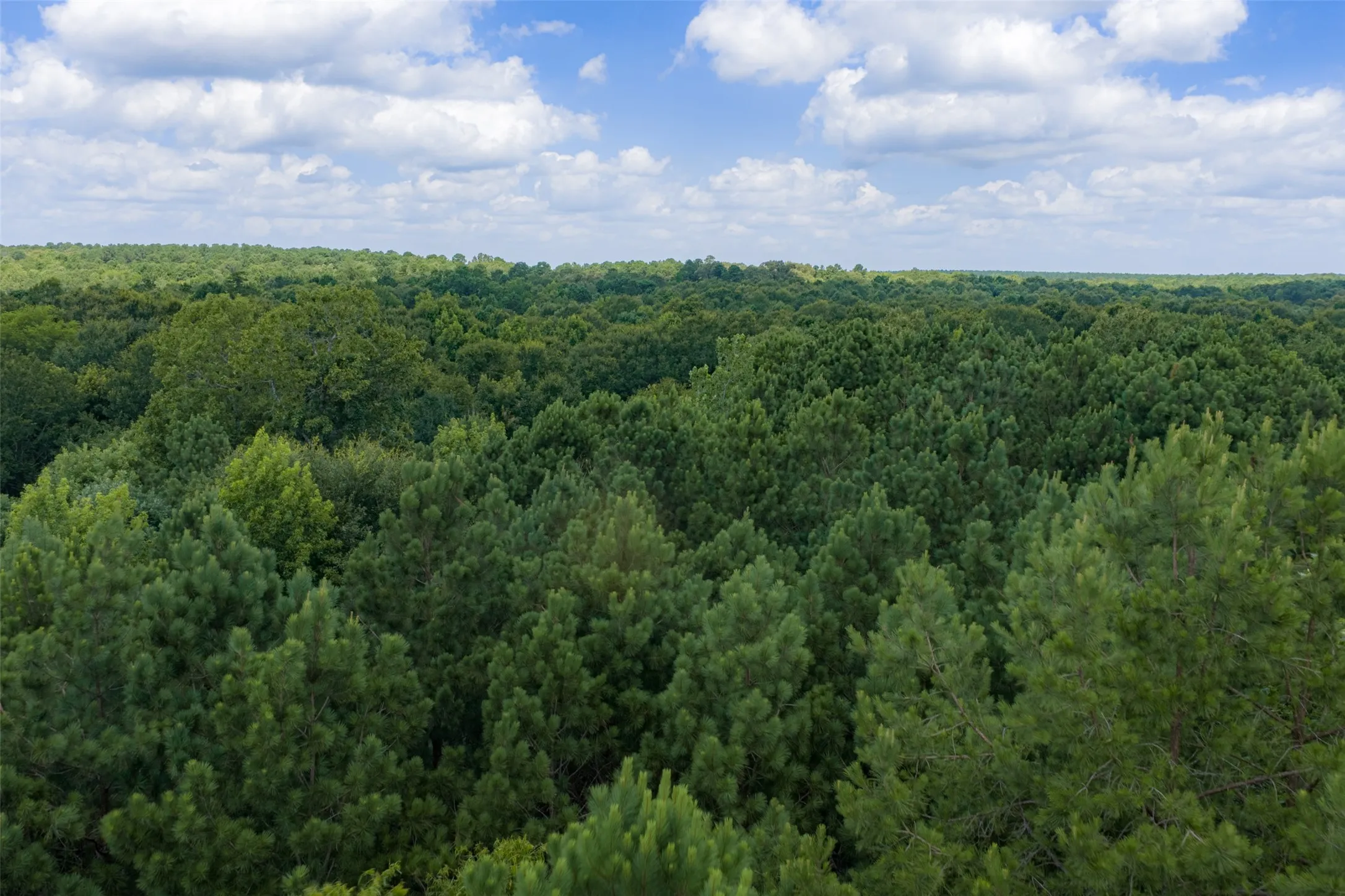 Unimproved Land For Sale in Panola County , 0 County Road 3154, De Berry, Texas 75639, 0, 0, Garage spaces, 0 Sqft, built in 0, mls#21383464, Real Estate Agent in De Berry, Homes For Sale in Panola county, Homes For Sale in De Berry, Realtor in De Berry Texas, Real Estate Brokerage Independent Realty Texas, Luminita Cordes Realtor