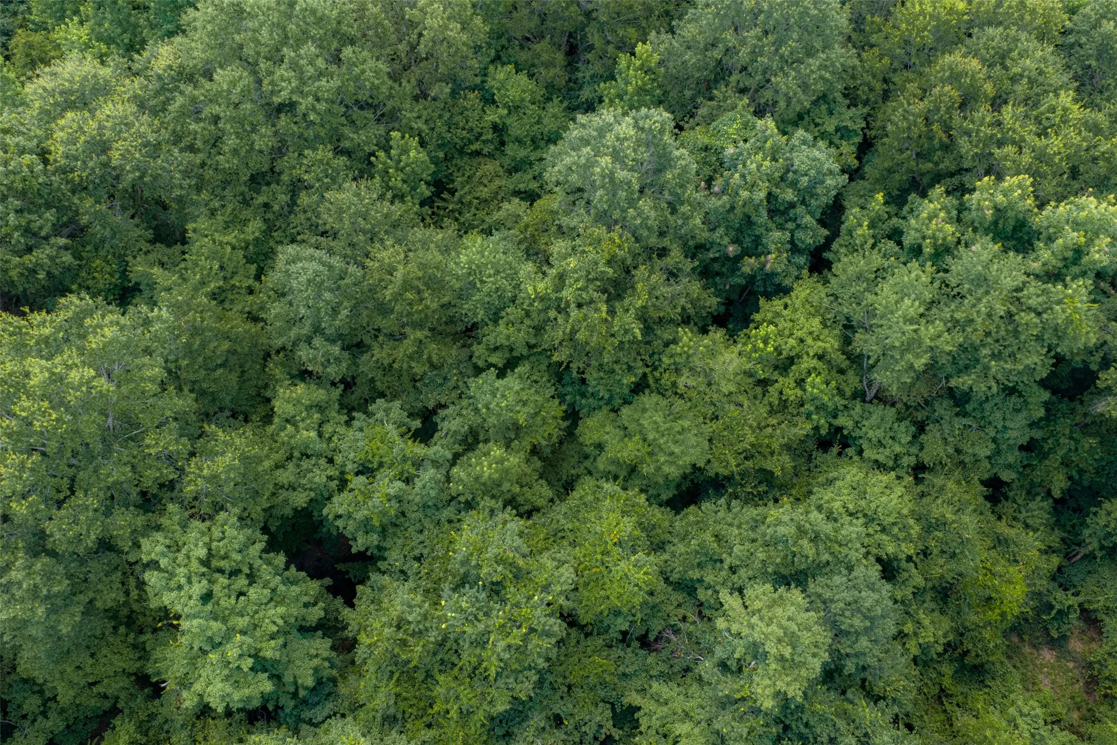 Unimproved Land For Sale in Panola County , 0 County Road 3154, De Berry, Texas 75639, 0, 0, Garage spaces, 0 Sqft, built in 0, mls#21383464, Real Estate Agent in De Berry, Homes For Sale in Panola county, Homes For Sale in De Berry, Realtor in De Berry Texas, Real Estate Brokerage Independent Realty Texas, Luminita Cordes Realtor