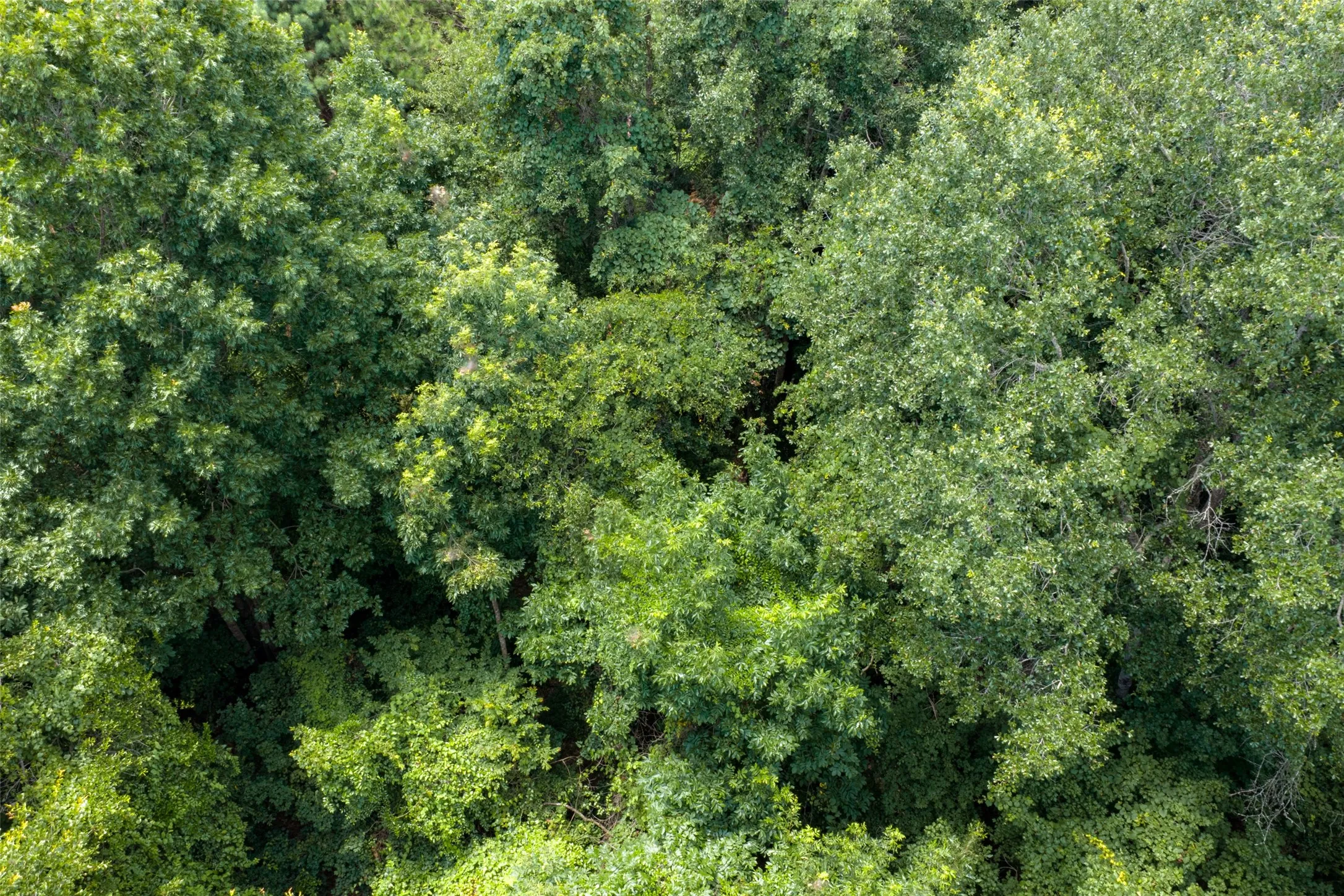 Unimproved Land For Sale in Panola County , 0 County Road 3154, De Berry, Texas 75639, 0, 0, Garage spaces, 0 Sqft, built in 0, mls#21383464, Real Estate Agent in De Berry, Homes For Sale in Panola county, Homes For Sale in De Berry, Realtor in De Berry Texas, Real Estate Brokerage Independent Realty Texas, Luminita Cordes Realtor
