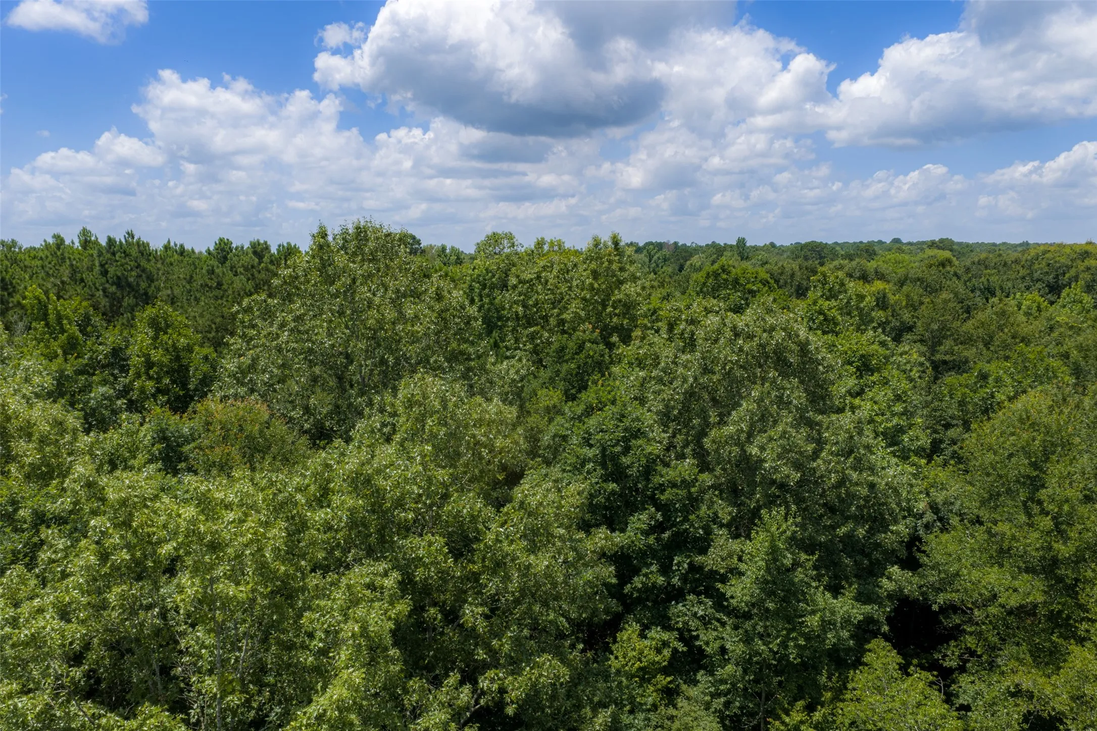 Unimproved Land For Sale in Panola County , 0 County Road 3154, De Berry, Texas 75639, 0, 0, Garage spaces, 0 Sqft, built in 0, mls#21383464, Real Estate Agent in De Berry, Homes For Sale in Panola county, Homes For Sale in De Berry, Realtor in De Berry Texas, Real Estate Brokerage Independent Realty Texas, Luminita Cordes Realtor
