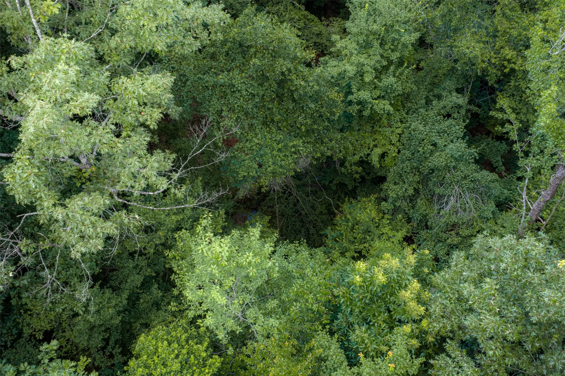 Unimproved Land For Sale in Panola County , 0 County Road 3154, De Berry, Texas 75639, 0, 0, Garage spaces, 0 Sqft, built in 0, mls#21383464, Real Estate Agent in De Berry, Homes For Sale in Panola county, Homes For Sale in De Berry, Realtor in De Berry Texas, Real Estate Brokerage Independent Realty Texas, Luminita Cordes Realtor