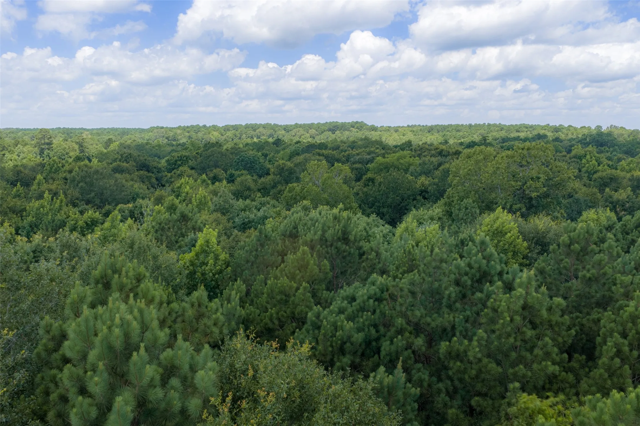Unimproved Land For Sale in Panola County , 0 County Road 3154, De Berry, Texas 75639, 0, 0, Garage spaces, 0 Sqft, built in 0, mls#21383464, Real Estate Agent in De Berry, Homes For Sale in Panola county, Homes For Sale in De Berry, Realtor in De Berry Texas, Real Estate Brokerage Independent Realty Texas, Luminita Cordes Realtor
