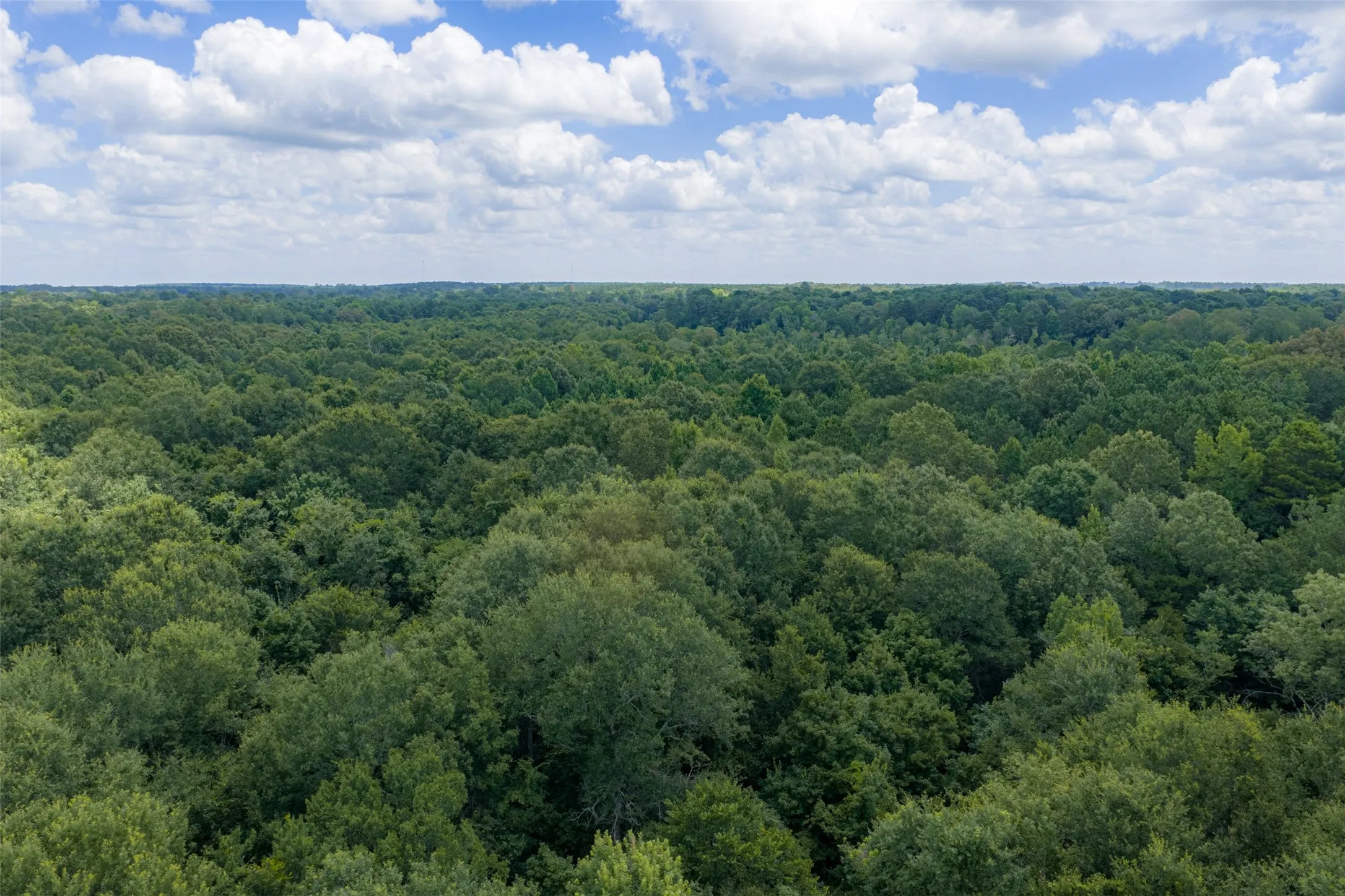 Unimproved Land For Sale in Panola County , 0 County Road 3154, De Berry, Texas 75639, 0, 0, Garage spaces, 0 Sqft, built in 0, mls#21383464, Real Estate Agent in De Berry, Homes For Sale in Panola county, Homes For Sale in De Berry, Realtor in De Berry Texas, Real Estate Brokerage Independent Realty Texas, Luminita Cordes Realtor