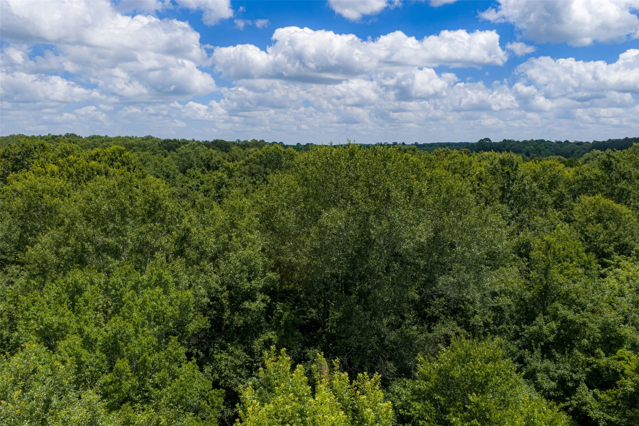 Unimproved Land For Sale in Panola County , 0 County Road 3154, De Berry, Texas 75639, 0, 0, Garage spaces, 0 Sqft, built in 0, mls#21383464, Real Estate Agent in De Berry, Homes For Sale in Panola county, Homes For Sale in De Berry, Realtor in De Berry Texas, Real Estate Brokerage Independent Realty Texas, Luminita Cordes Realtor