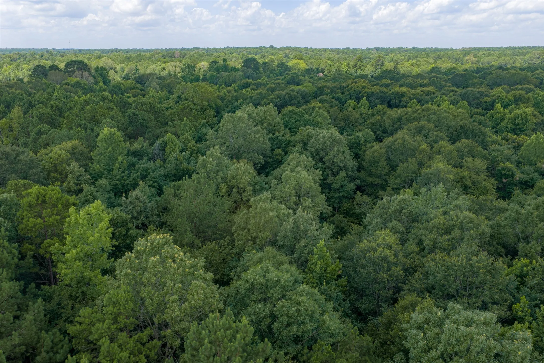 Unimproved Land For Sale in Panola County , 0 County Road 3154, De Berry, Texas 75639, 0, 0, Garage spaces, 0 Sqft, built in 0, mls#21383464, Real Estate Agent in De Berry, Homes For Sale in Panola county, Homes For Sale in De Berry, Realtor in De Berry Texas, Real Estate Brokerage Independent Realty Texas, Luminita Cordes Realtor
