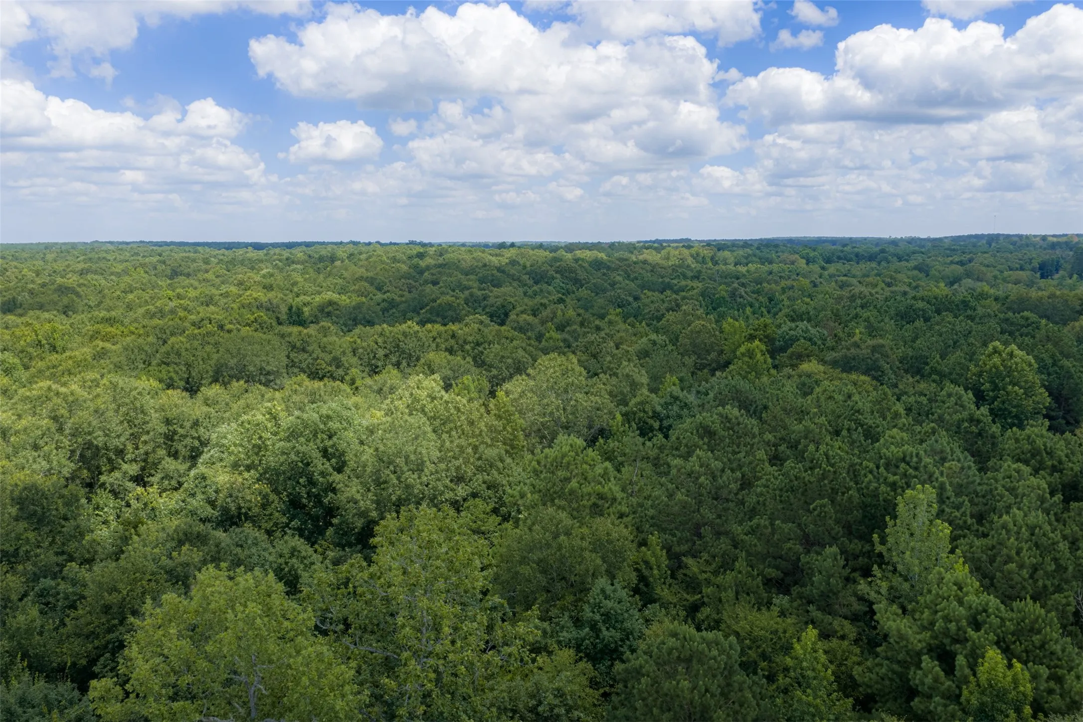 Unimproved Land For Sale in Panola County , 0 County Road 3154, De Berry, Texas 75639, 0, 0, Garage spaces, 0 Sqft, built in 0, mls#21383464, Real Estate Agent in De Berry, Homes For Sale in Panola county, Homes For Sale in De Berry, Realtor in De Berry Texas, Real Estate Brokerage Independent Realty Texas, Luminita Cordes Realtor