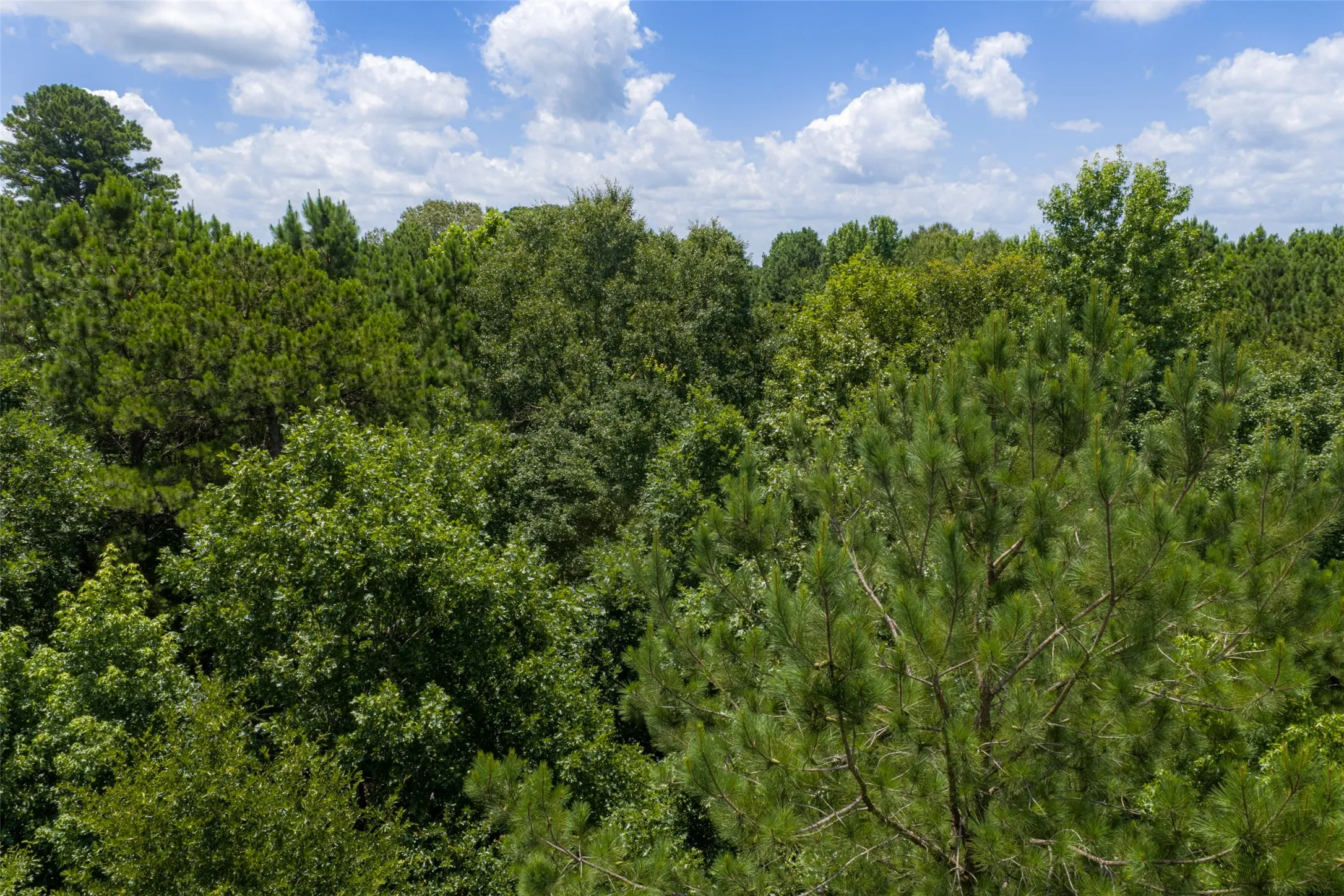 Unimproved Land For Sale in Panola County , 0 County Road 3154, De Berry, Texas 75639, 0, 0, Garage spaces, 0 Sqft, built in 0, mls#21383464, Real Estate Agent in De Berry, Homes For Sale in Panola county, Homes For Sale in De Berry, Realtor in De Berry Texas, Real Estate Brokerage Independent Realty Texas, Luminita Cordes Realtor