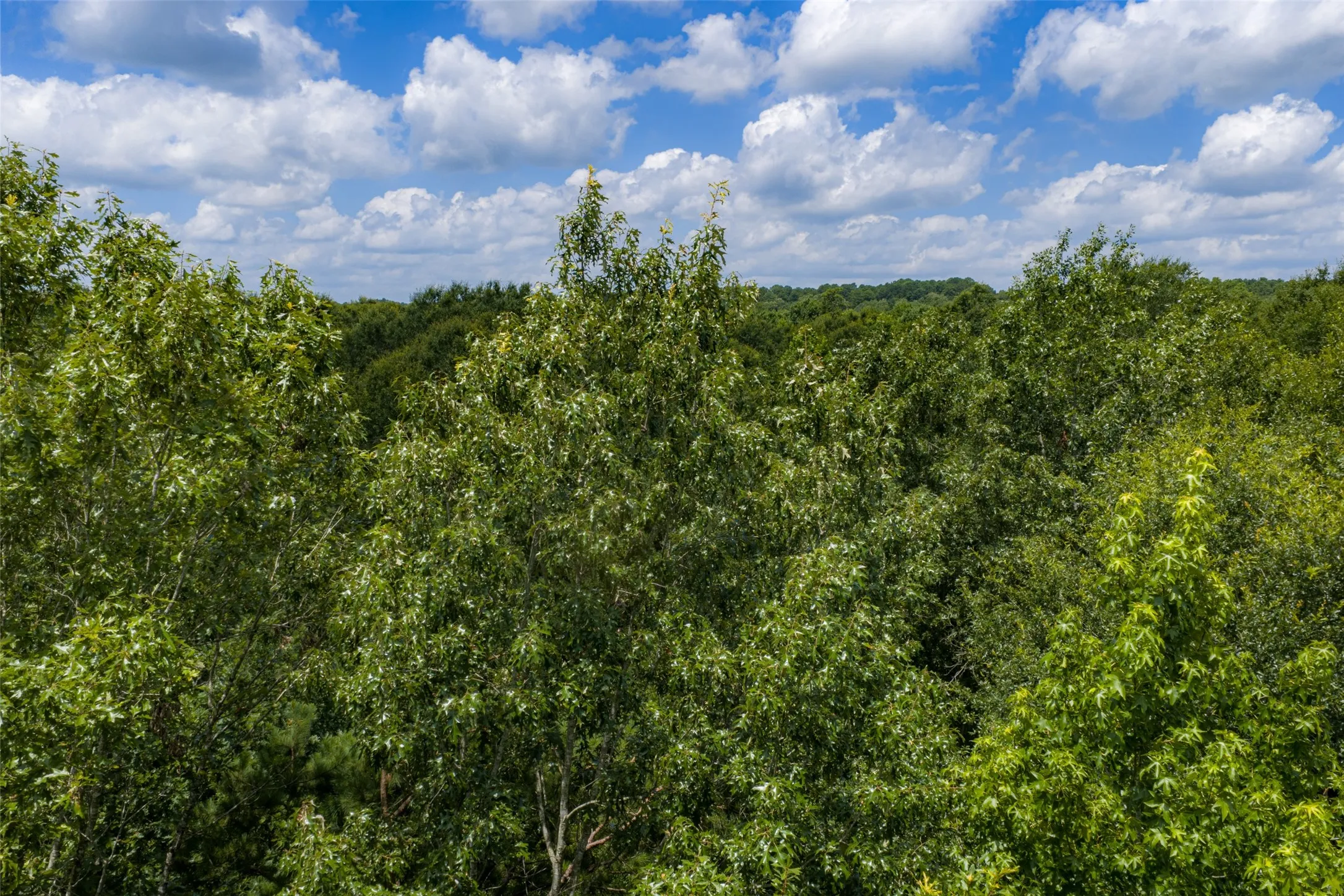 Unimproved Land For Sale in Panola County , 0 County Road 3154, De Berry, Texas 75639, 0, 0, Garage spaces, 0 Sqft, built in 0, mls#21383464, Real Estate Agent in De Berry, Homes For Sale in Panola county, Homes For Sale in De Berry, Realtor in De Berry Texas, Real Estate Brokerage Independent Realty Texas, Luminita Cordes Realtor