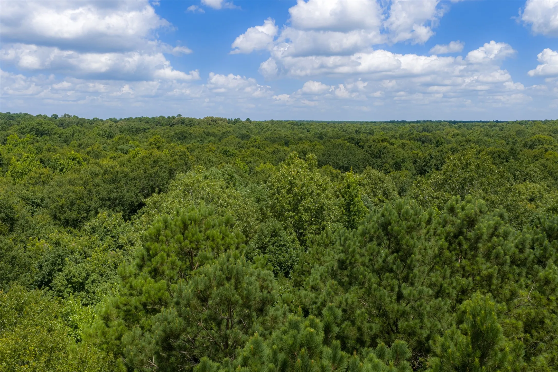 Unimproved Land For Sale in Panola County , 0 County Road 3154, De Berry, Texas 75639, 0, 0, Garage spaces, 0 Sqft, built in 0, mls#21383464, Real Estate Agent in De Berry, Homes For Sale in Panola county, Homes For Sale in De Berry, Realtor in De Berry Texas, Real Estate Brokerage Independent Realty Texas, Luminita Cordes Realtor