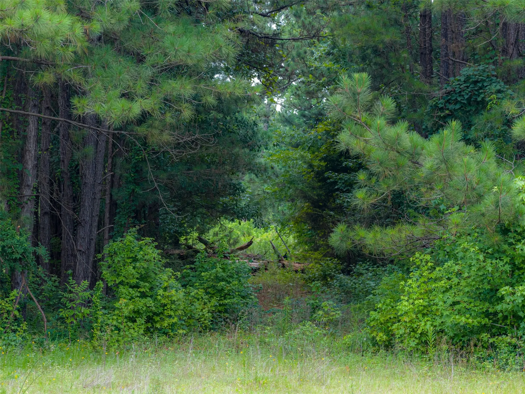 Unimproved Land For Sale in Panola County , 0 County Road 3154, De Berry, Texas 75639, 0, 0, Garage spaces, 0 Sqft, built in 0, mls#21383464, Real Estate Agent in De Berry, Homes For Sale in Panola county, Homes For Sale in De Berry, Realtor in De Berry Texas, Real Estate Brokerage Independent Realty Texas, Luminita Cordes Realtor