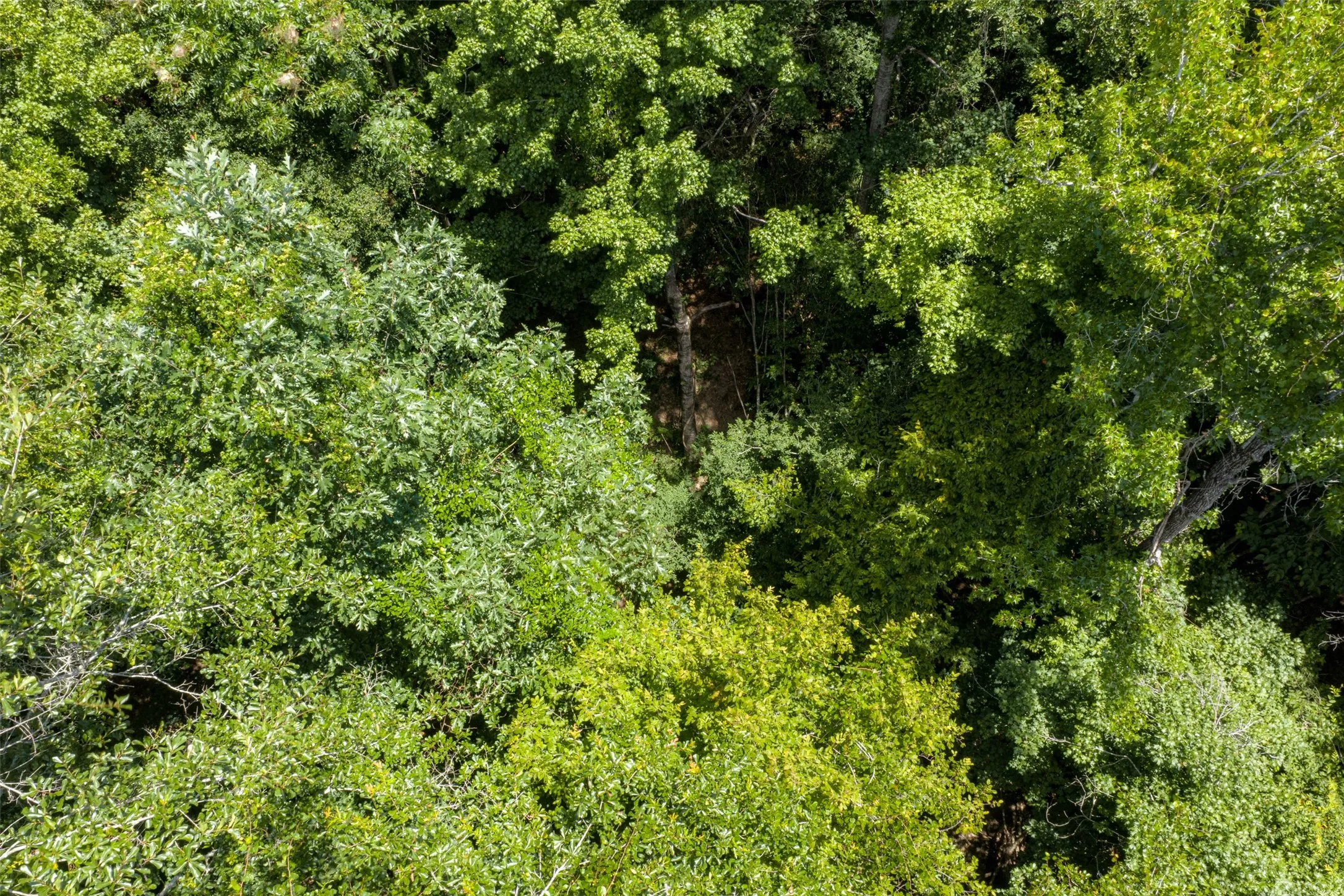 Unimproved Land For Sale in Panola County , 0 County Road 3154, De Berry, Texas 75639, 0, 0, Garage spaces, 0 Sqft, built in 0, mls#21383464, Real Estate Agent in De Berry, Homes For Sale in Panola county, Homes For Sale in De Berry, Realtor in De Berry Texas, Real Estate Brokerage Independent Realty Texas, Luminita Cordes Realtor