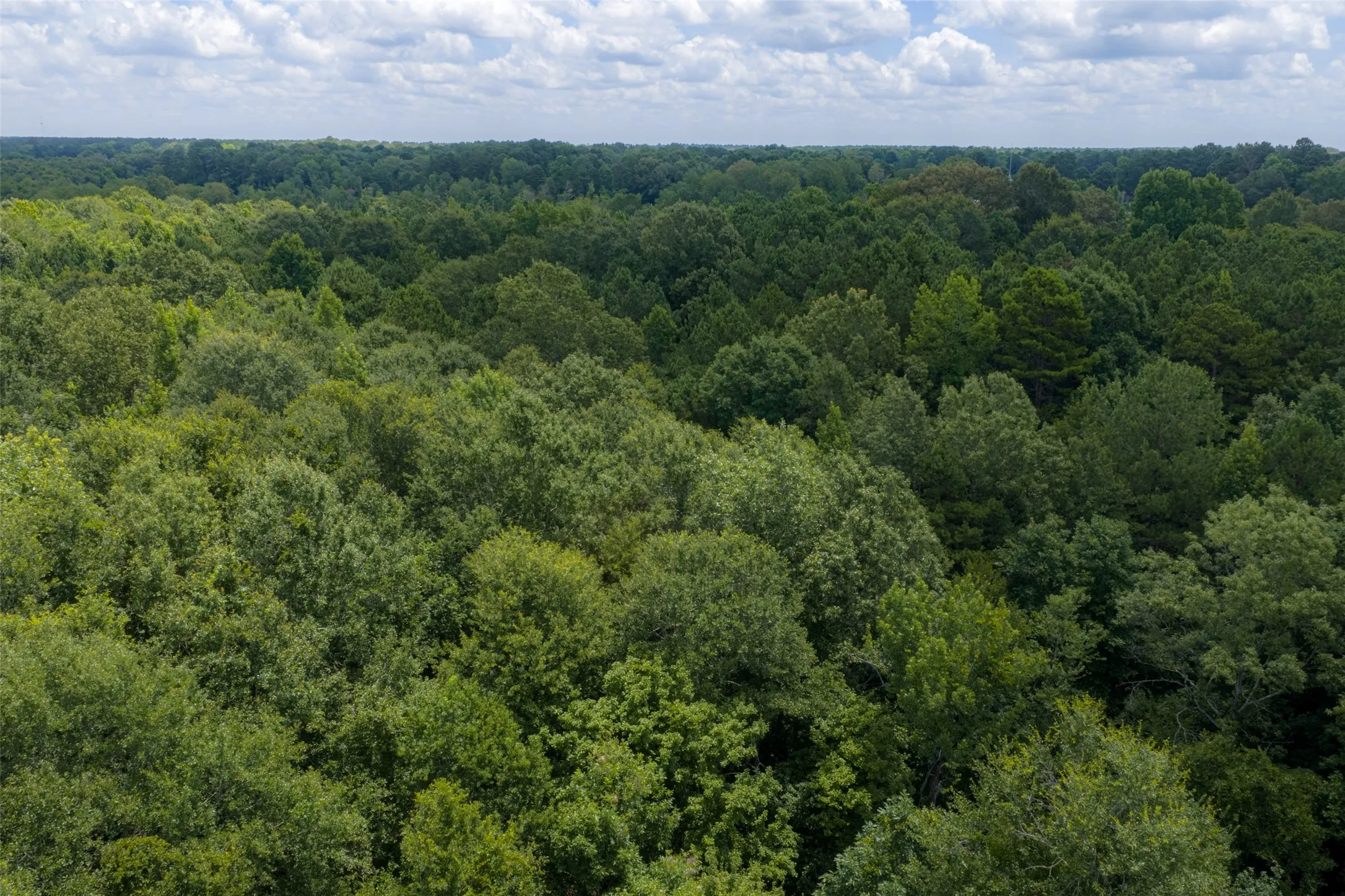 Unimproved Land For Sale in Panola County , 0 County Road 3154, De Berry, Texas 75639, 0, 0, Garage spaces, 0 Sqft, built in 0, mls#21383464, Real Estate Agent in De Berry, Homes For Sale in Panola county, Homes For Sale in De Berry, Realtor in De Berry Texas, Real Estate Brokerage Independent Realty Texas, Luminita Cordes Realtor