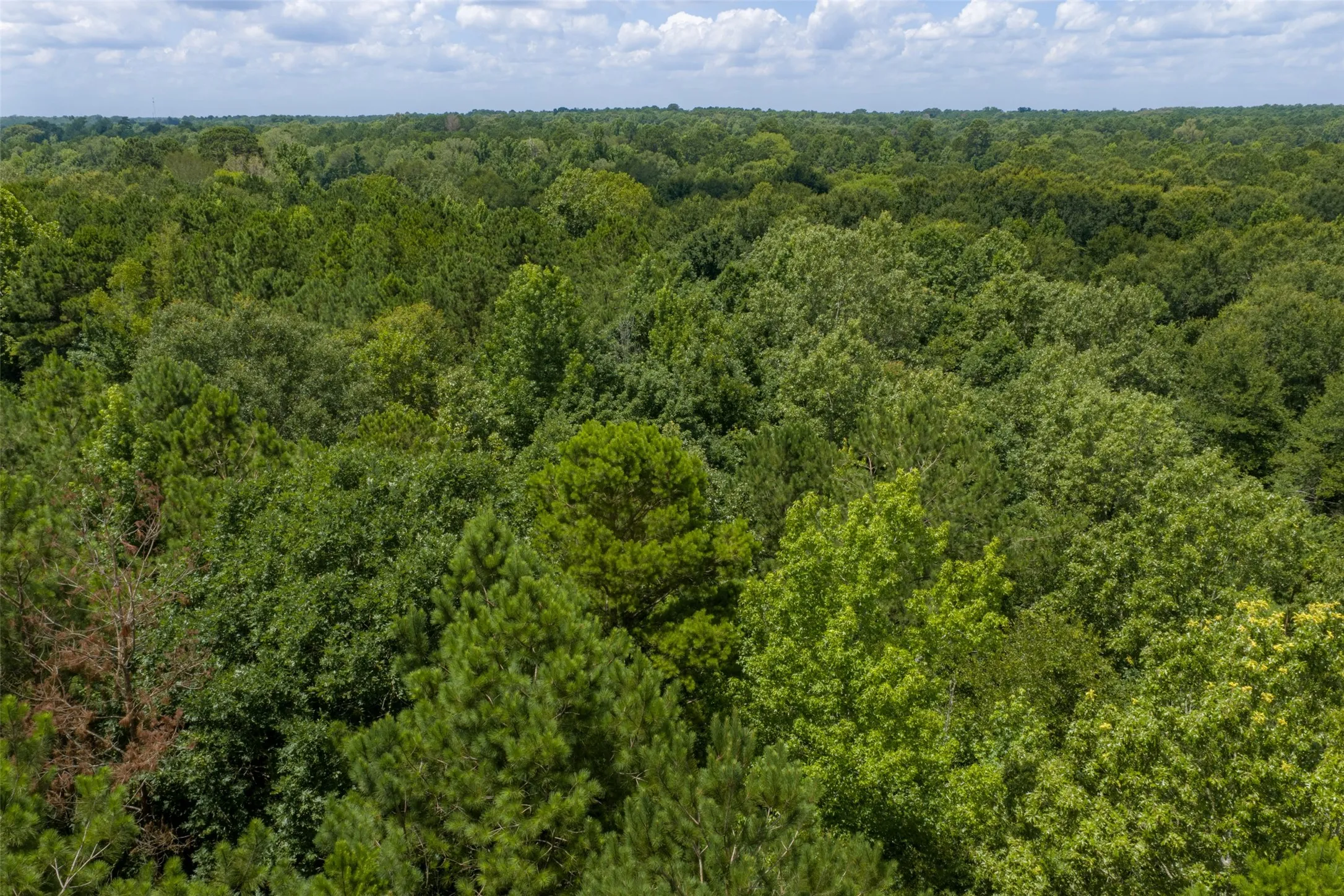 Unimproved Land For Sale in Panola County , 0 County Road 3154, De Berry, Texas 75639, 0, 0, Garage spaces, 0 Sqft, built in 0, mls#21383464, Real Estate Agent in De Berry, Homes For Sale in Panola county, Homes For Sale in De Berry, Realtor in De Berry Texas, Real Estate Brokerage Independent Realty Texas, Luminita Cordes Realtor