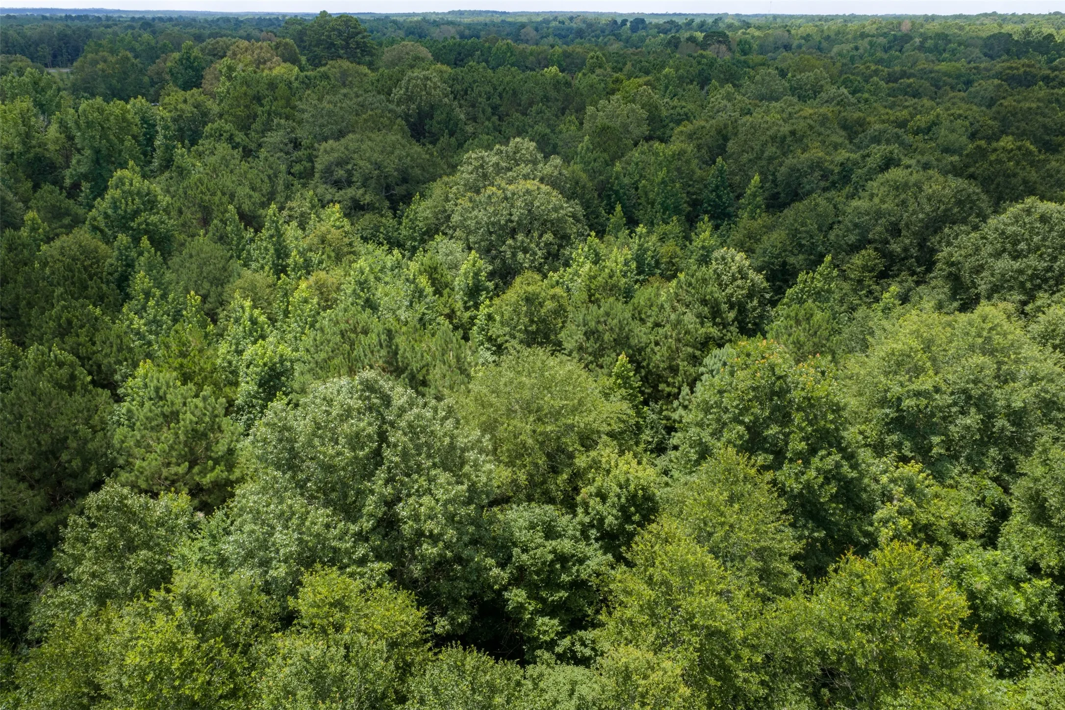 Unimproved Land For Sale in Panola County , 0 County Road 3154, De Berry, Texas 75639, 0, 0, Garage spaces, 0 Sqft, built in 0, mls#21383464, Real Estate Agent in De Berry, Homes For Sale in Panola county, Homes For Sale in De Berry, Realtor in De Berry Texas, Real Estate Brokerage Independent Realty Texas, Luminita Cordes Realtor