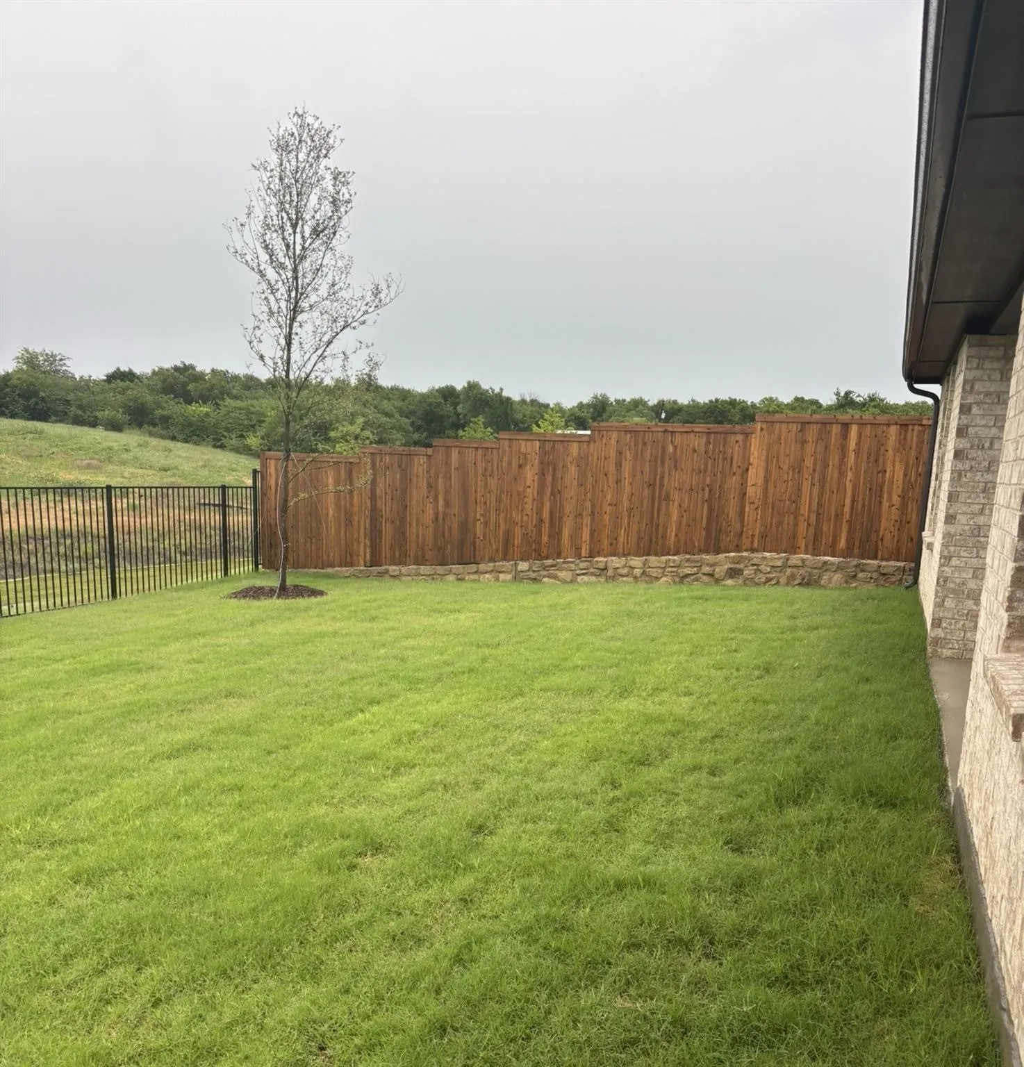 Expansive lawn with a young tree, bordered by a privacy fence with stone retaining wall