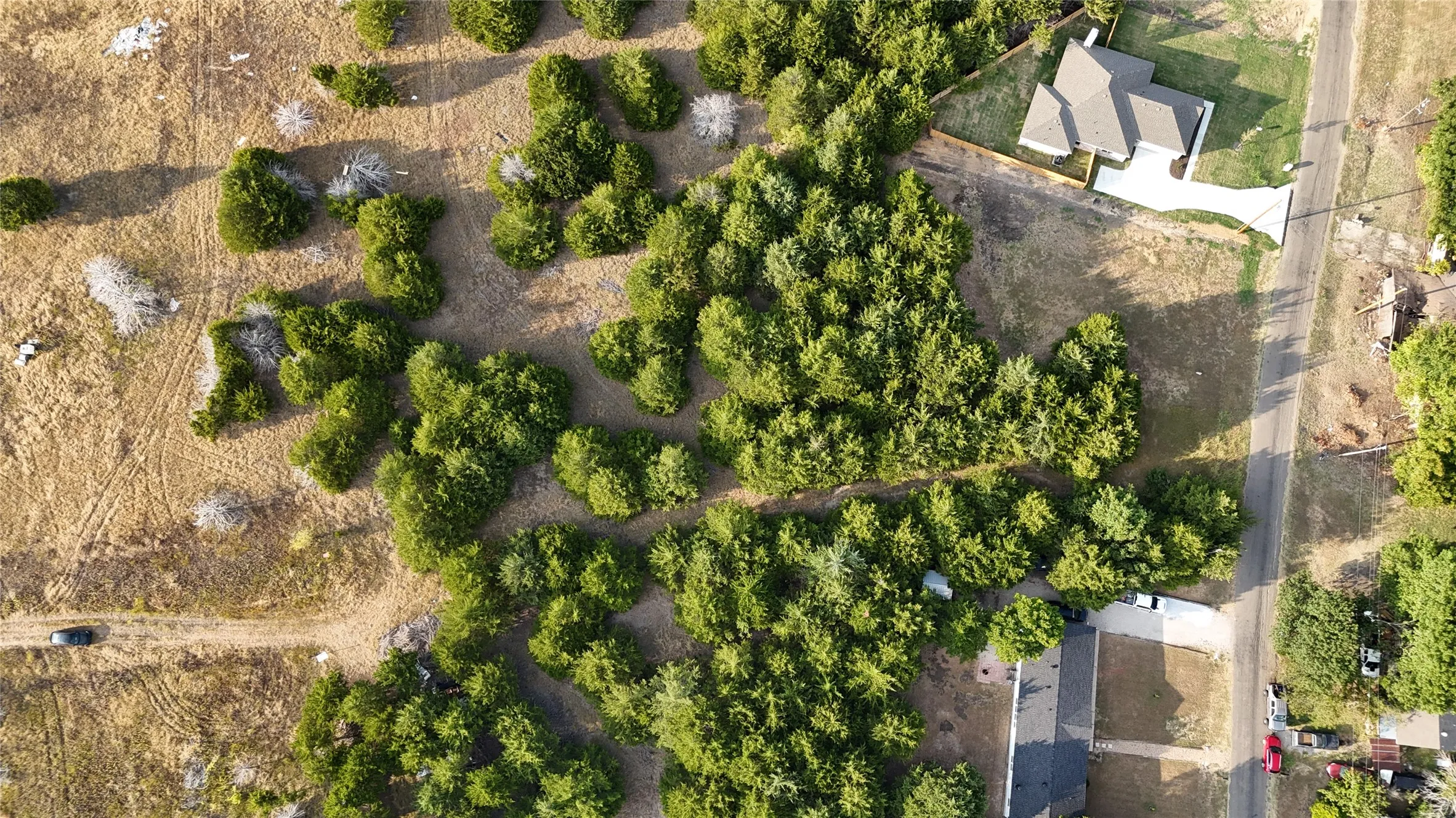 Expansive undeveloped land featuring natural foliage and direct road frontage
