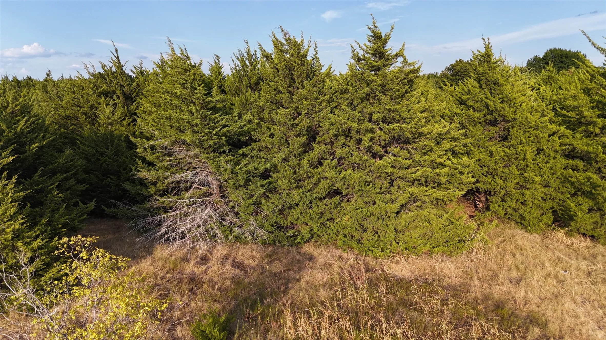 Dense tree coverage
