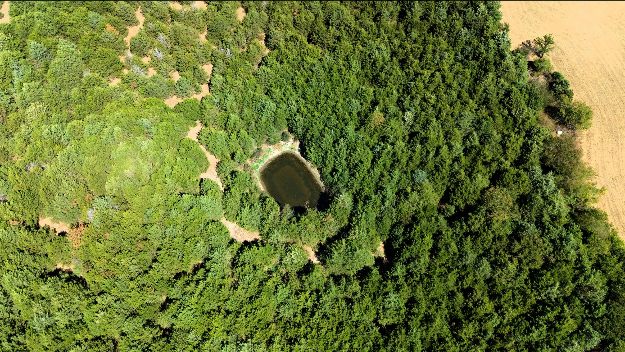 Unimproved Land For Sale in Fannin County , 2460 County Road 1220, Savoy, Texas 75479, 0, 0, Garage spaces, 0 Sqft, built in 0, mls#21383374, Real Estate Agent in Savoy, Homes For Sale in Fannin county, Homes For Sale in Savoy, Realtor in Savoy Texas, Real Estate Brokerage Independent Realty Texas, Luminita Cordes Realtor