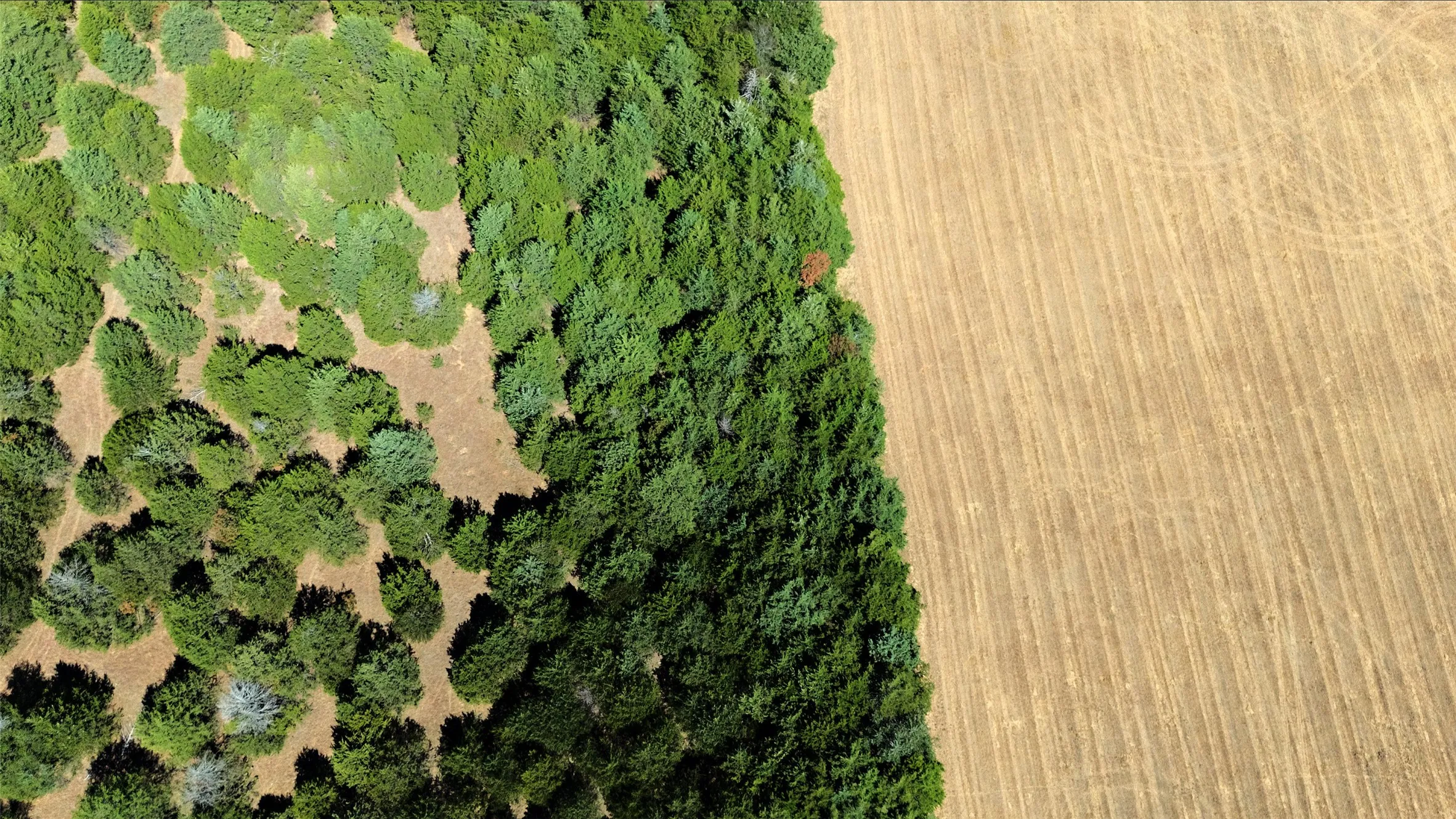 Unimproved Land For Sale in Fannin County , 2460 County Road 1220, Savoy, Texas 75479, 0, 0, Garage spaces, 0 Sqft, built in 0, mls#21383374, Real Estate Agent in Savoy, Homes For Sale in Fannin county, Homes For Sale in Savoy, Realtor in Savoy Texas, Real Estate Brokerage Independent Realty Texas, Luminita Cordes Realtor