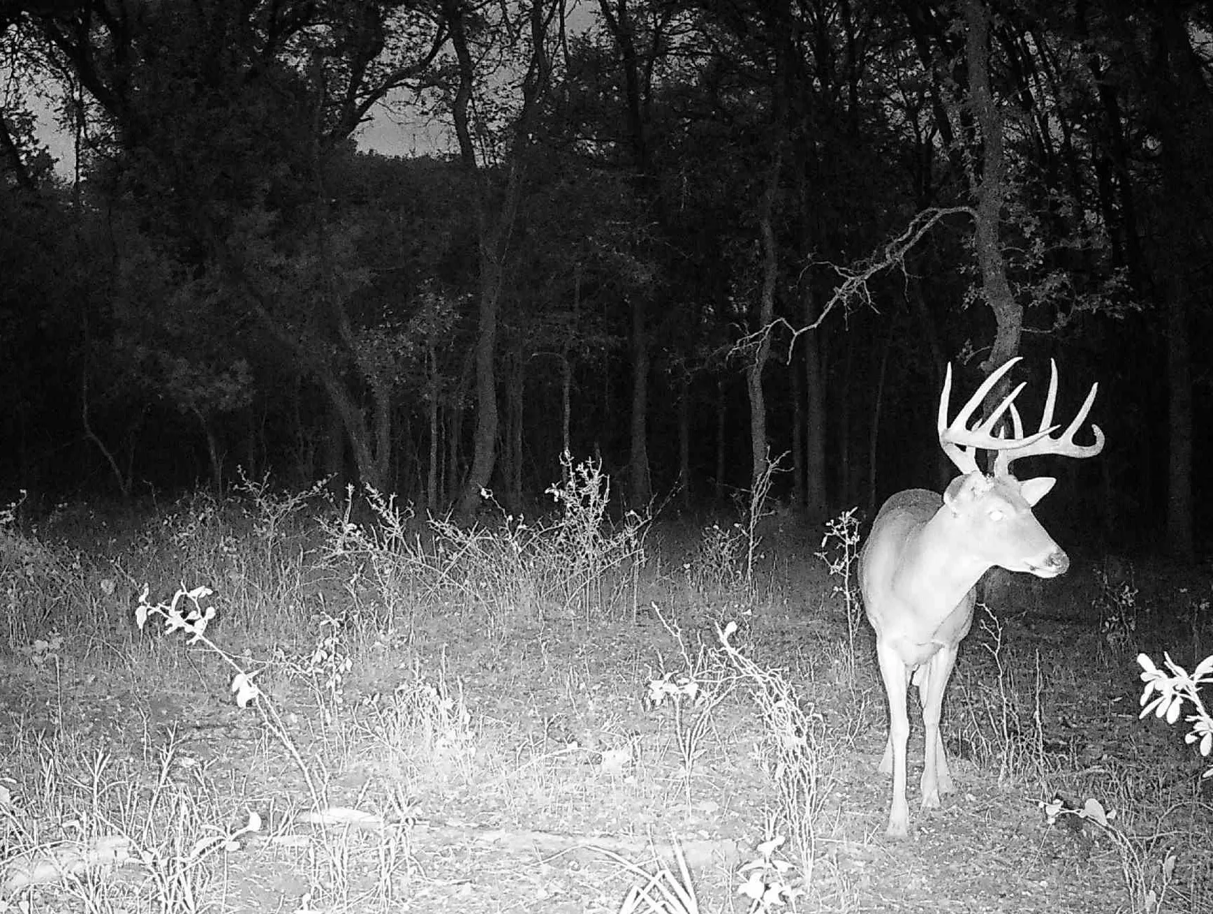 Unimproved Land For Sale in Erath County , TBD County Rd 146, Lipan, Texas 76462, 0, 0, Garage spaces, 0 Sqft, built in 0, mls#21382813, Real Estate Agent in Lipan, Homes For Sale in Erath county, Homes For Sale in Lipan, Realtor in Lipan Texas, Real Estate Brokerage Independent Realty Texas, Luminita Cordes Realtor