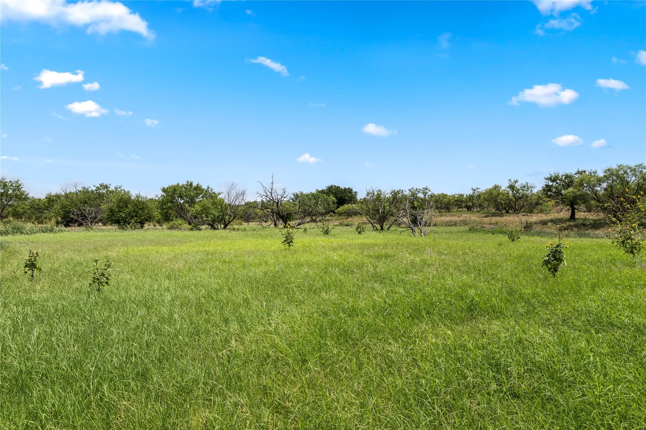 Ranch For Sale in Callahan County , TBD 1 FM 604 Road, Clyde, Texas 79510, 0, 0, Garage spaces, 0 Sqft, built in 0, mls#21382723, Real Estate Agent in Clyde, Homes For Sale in Callahan county, Homes For Sale in Clyde, Realtor in Clyde Texas, Real Estate Brokerage Independent Realty Texas, Luminita Cordes Realtor