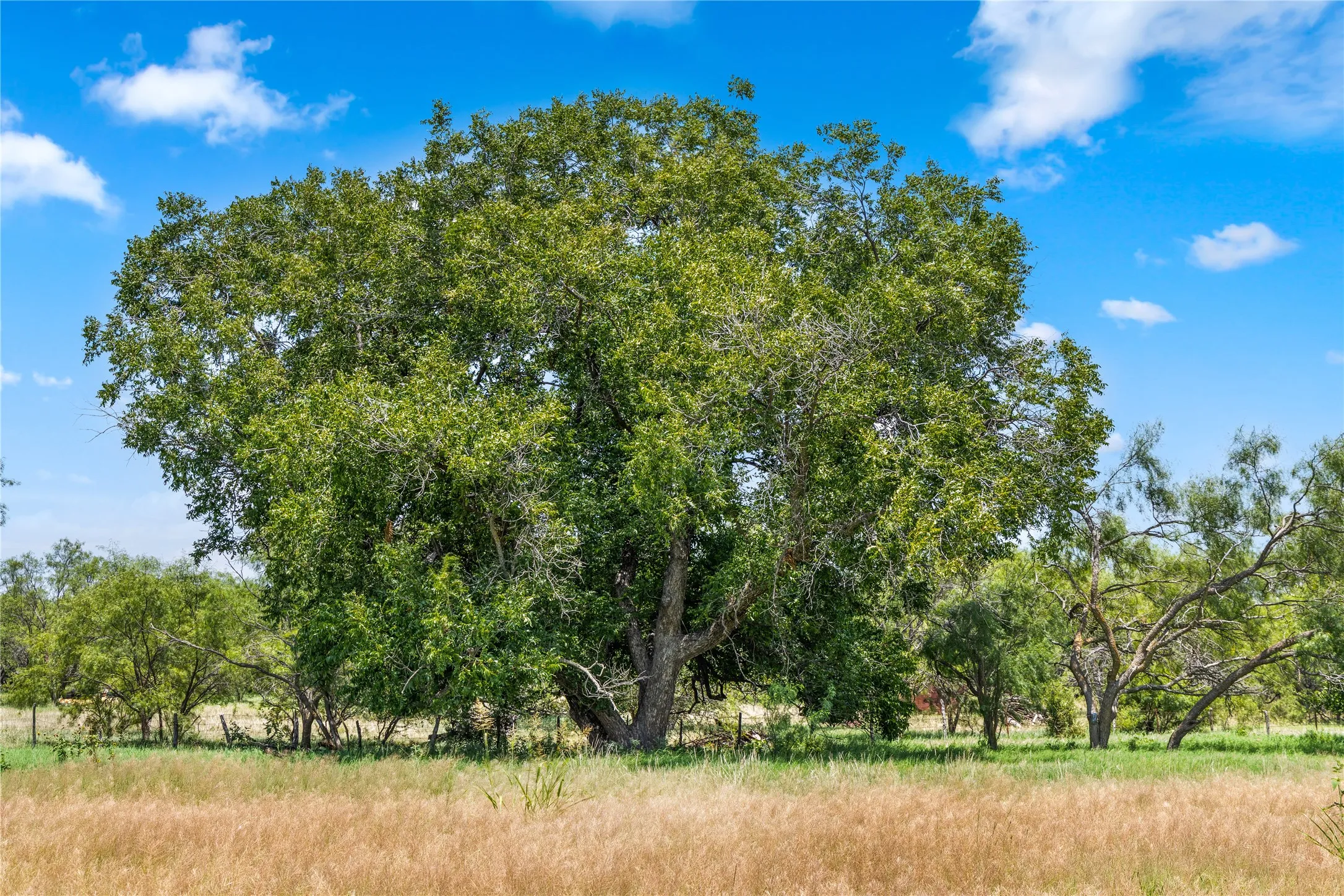 Ranch For Sale in Callahan County , TBD 1 FM 604 Road, Clyde, Texas 79510, 0, 0, Garage spaces, 0 Sqft, built in 0, mls#21382723, Real Estate Agent in Clyde, Homes For Sale in Callahan county, Homes For Sale in Clyde, Realtor in Clyde Texas, Real Estate Brokerage Independent Realty Texas, Luminita Cordes Realtor