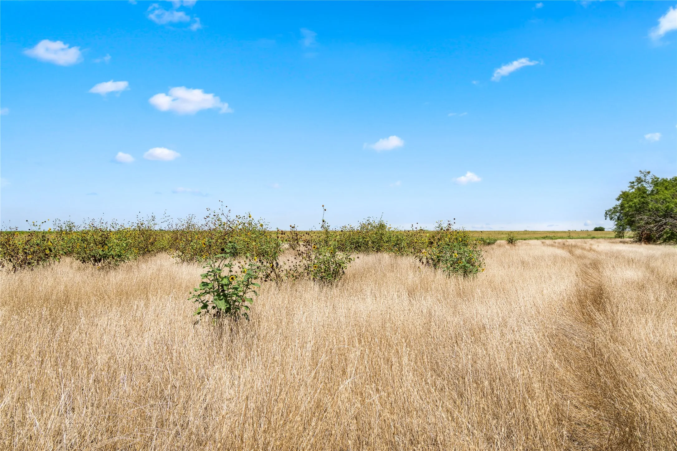 Ranch For Sale in Callahan County , TBD 1 FM 604 Road, Clyde, Texas 79510, 0, 0, Garage spaces, 0 Sqft, built in 0, mls#21382723, Real Estate Agent in Clyde, Homes For Sale in Callahan county, Homes For Sale in Clyde, Realtor in Clyde Texas, Real Estate Brokerage Independent Realty Texas, Luminita Cordes Realtor