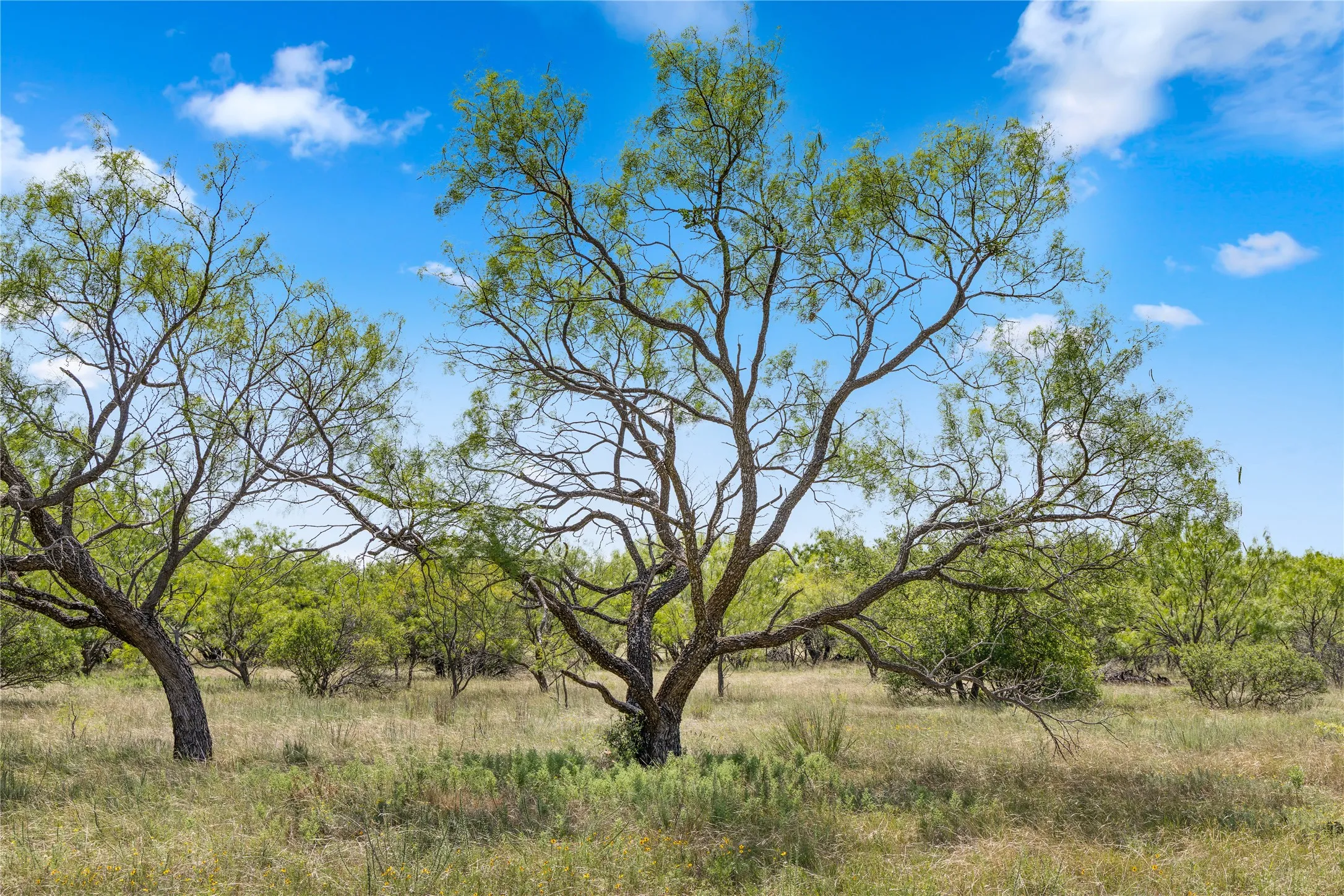 Ranch For Sale in Callahan County , TBD 1 FM 604 Road, Clyde, Texas 79510, 0, 0, Garage spaces, 0 Sqft, built in 0, mls#21382723, Real Estate Agent in Clyde, Homes For Sale in Callahan county, Homes For Sale in Clyde, Realtor in Clyde Texas, Real Estate Brokerage Independent Realty Texas, Luminita Cordes Realtor