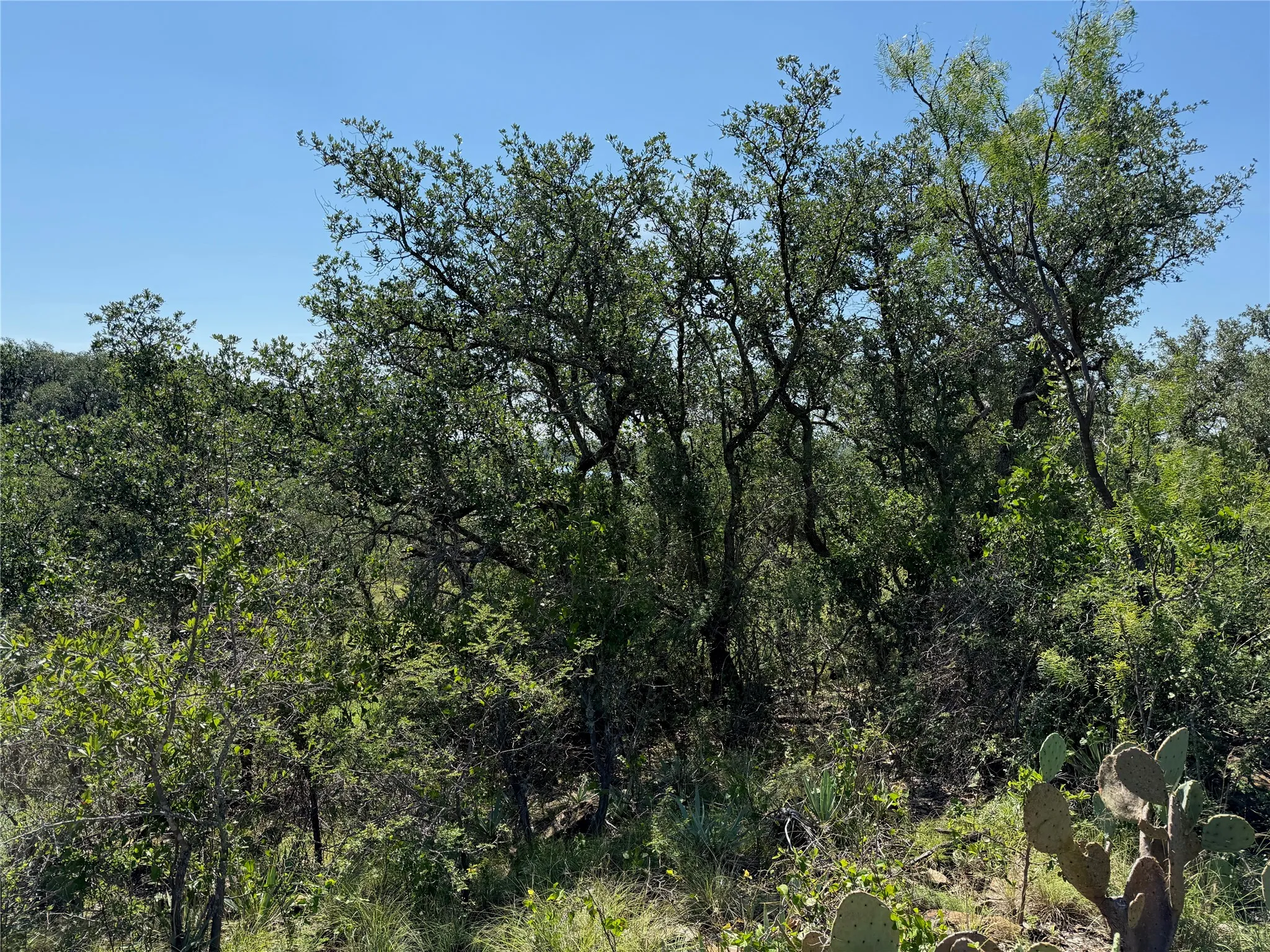 Expansive natural landscape featuring dense tree cover, varied foliage, and native cacti
