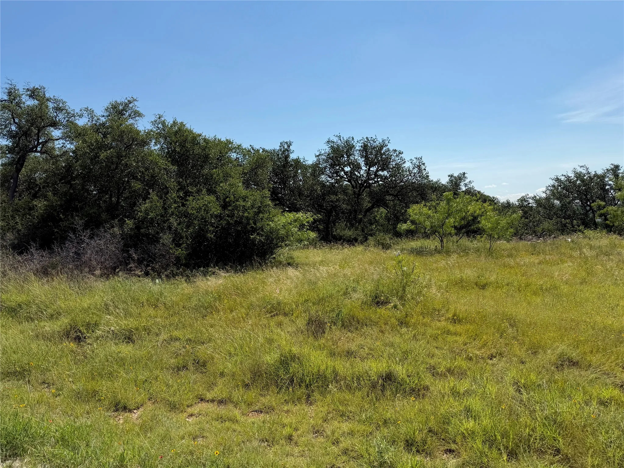Expansive grassy terrain featuring established trees along the perimeter