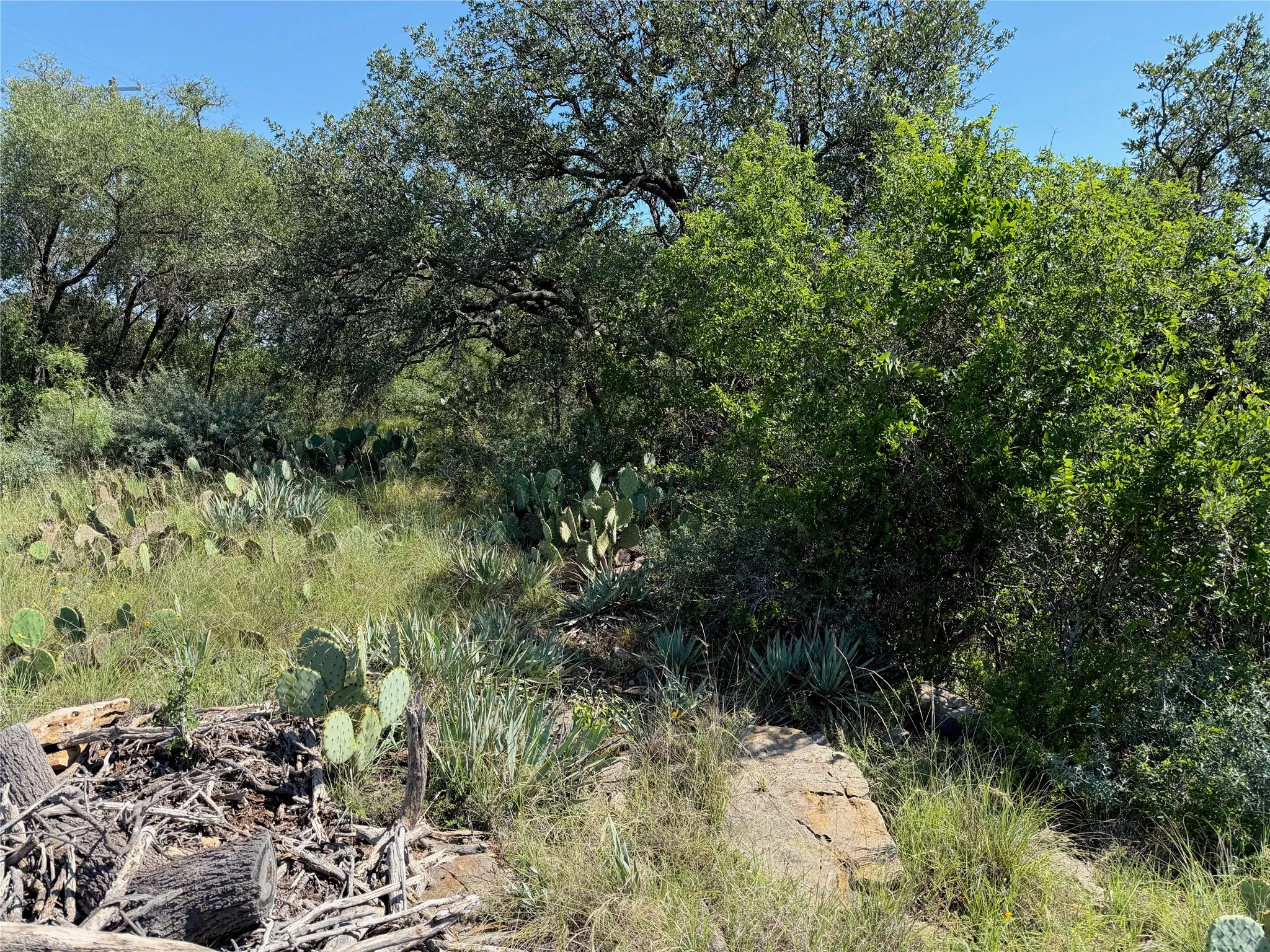 Natural landscape featuring mature trees, various cacti, and native vegetation