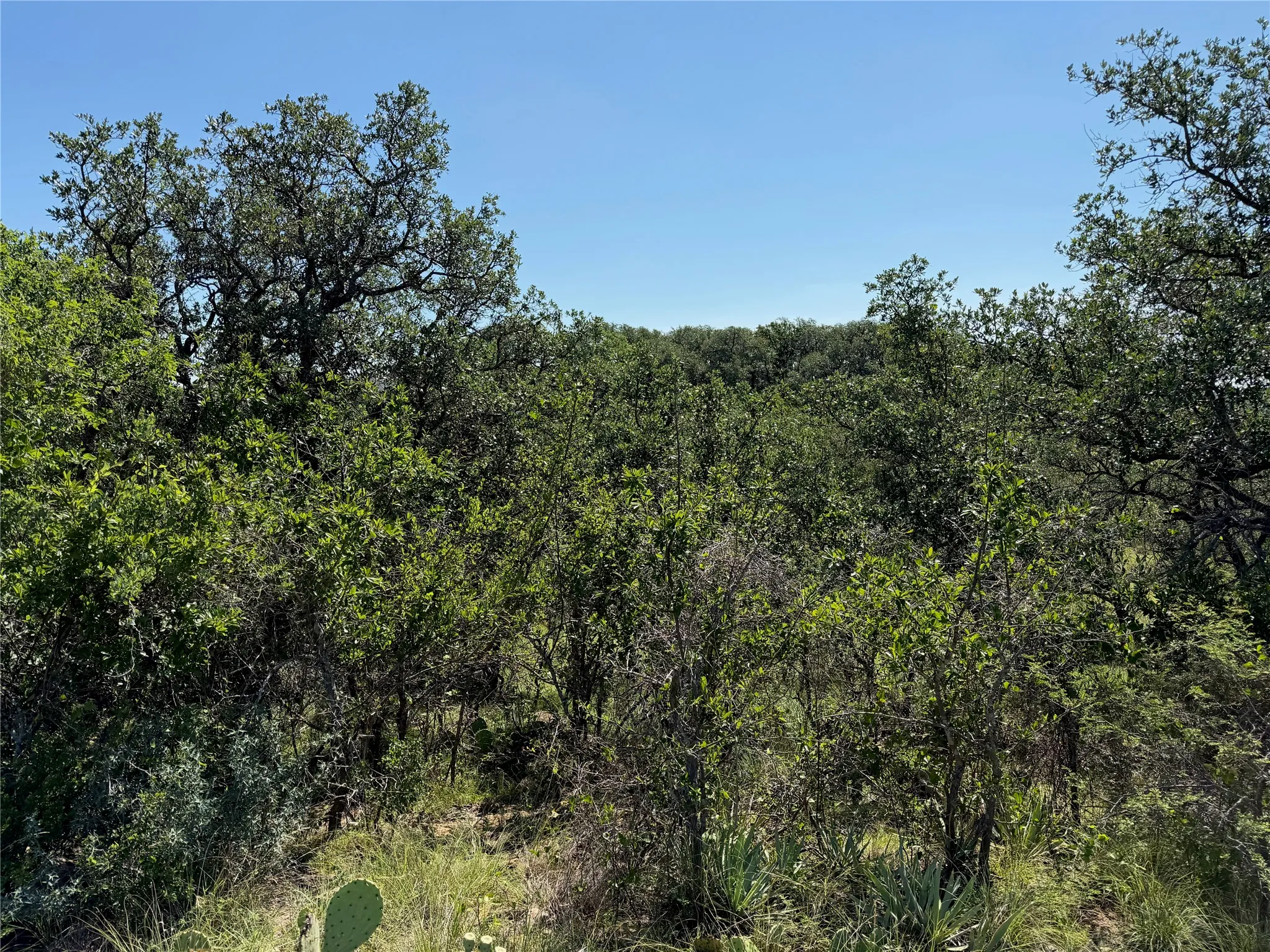 Extensive tree canopy and diverse native vegetation characterize this natural landscape