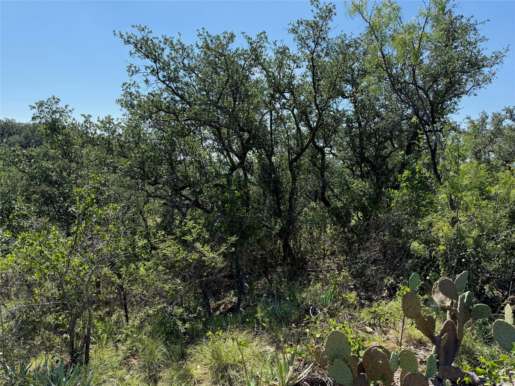 Mature trees and native vegetation define this natural landscape