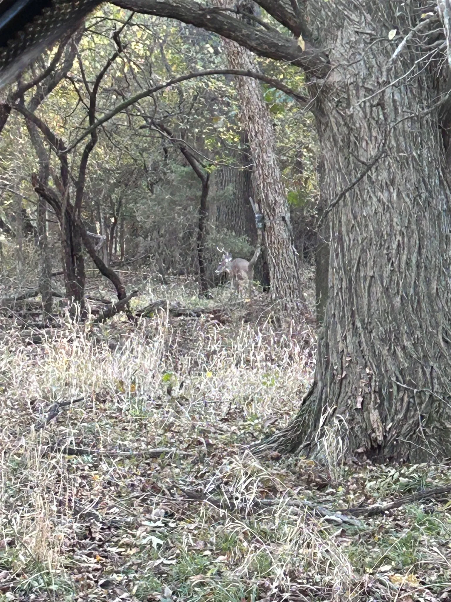 Unimproved Land For Sale in Collin County , TBD County Road 660, Farmersville, Texas 75442, 0, 0, Garage spaces, 0 Sqft, built in 0, mls#21364393, Real Estate Agent in Farmersville, Homes For Sale in Collin county, Homes For Sale in Farmersville, Realtor in Farmersville Texas, Real Estate Brokerage Independent Realty Texas, Luminita Cordes Realtor
