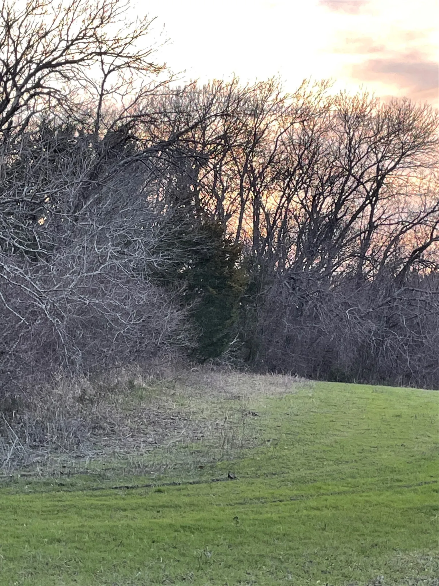Unimproved Land For Sale in Collin County , TBD County Road 660, Farmersville, Texas 75442, 0, 0, Garage spaces, 0 Sqft, built in 0, mls#21364393, Real Estate Agent in Farmersville, Homes For Sale in Collin county, Homes For Sale in Farmersville, Realtor in Farmersville Texas, Real Estate Brokerage Independent Realty Texas, Luminita Cordes Realtor