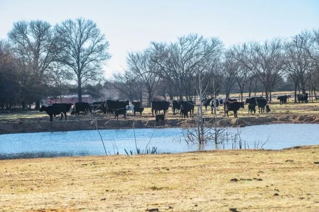 Ranch For Sale in Fannin County , 446 Fm 274, Ravenna, Texas 75476, 0, 0, Garage spaces, 0 Sqft, built in 2001, mls#21384043, Real Estate Agent in Ravenna, Homes For Sale in Fannin county, Homes For Sale in Ravenna, Realtor in Ravenna Texas, Real Estate Brokerage Independent Realty Texas, Luminita Cordes Realtor