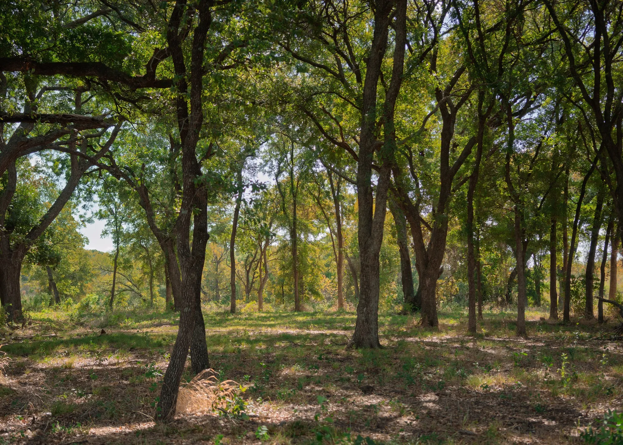 Single Family Residence For Sale in Parker County , 1213 Caballo, Aledo, Texas 76008, 5 Bedroom, 7 Bathroom, 3 Garage spaces, 6,083 Sqft, built in 2027, mls#21383489, Real Estate Agent in Aledo, Homes For Sale in Parker county, Homes For Sale in Aledo, Realtor in Aledo Texas, Real Estate Brokerage Independent Realty Texas, Luminita Cordes Realtor
