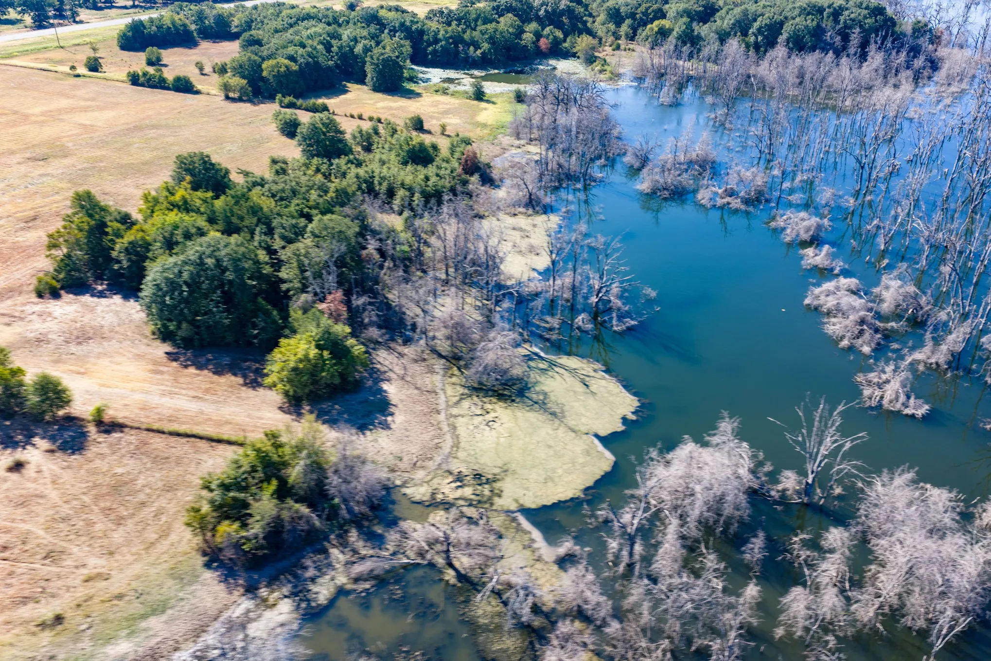 Unimproved Land For Sale in Fannin County , 7355 Fm 897, Telephone, Texas 75488, 0, 0, Garage spaces, 0 Sqft, built in 0, mls#21384592, Real Estate Agent in Telephone, Homes For Sale in Fannin county, Homes For Sale in Telephone, Realtor in Telephone Texas, Real Estate Brokerage Independent Realty Texas, Luminita Cordes Realtor