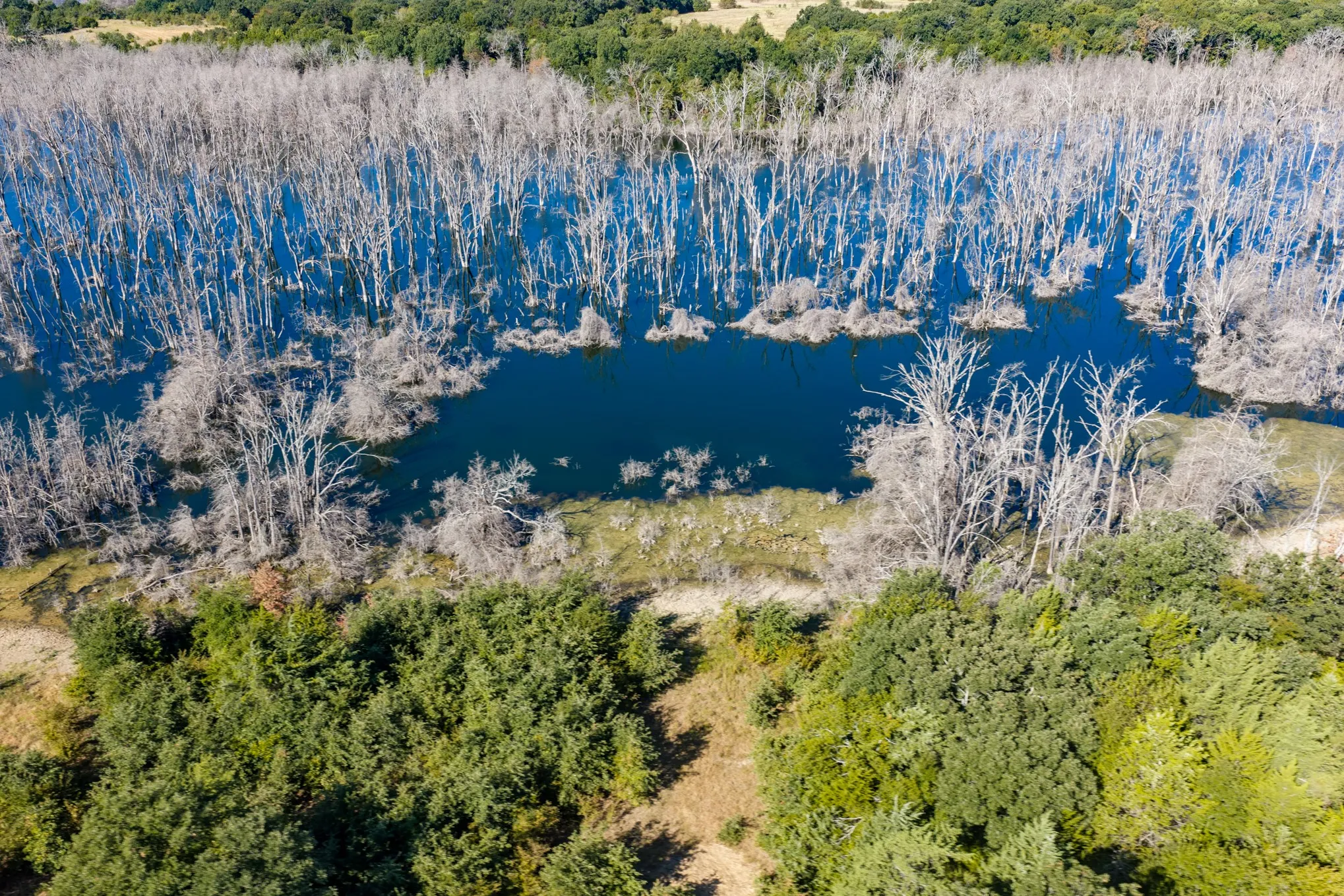 Unimproved Land For Sale in Fannin County , 7355 Fm 897, Telephone, Texas 75488, 0, 0, Garage spaces, 0 Sqft, built in 0, mls#21384592, Real Estate Agent in Telephone, Homes For Sale in Fannin county, Homes For Sale in Telephone, Realtor in Telephone Texas, Real Estate Brokerage Independent Realty Texas, Luminita Cordes Realtor