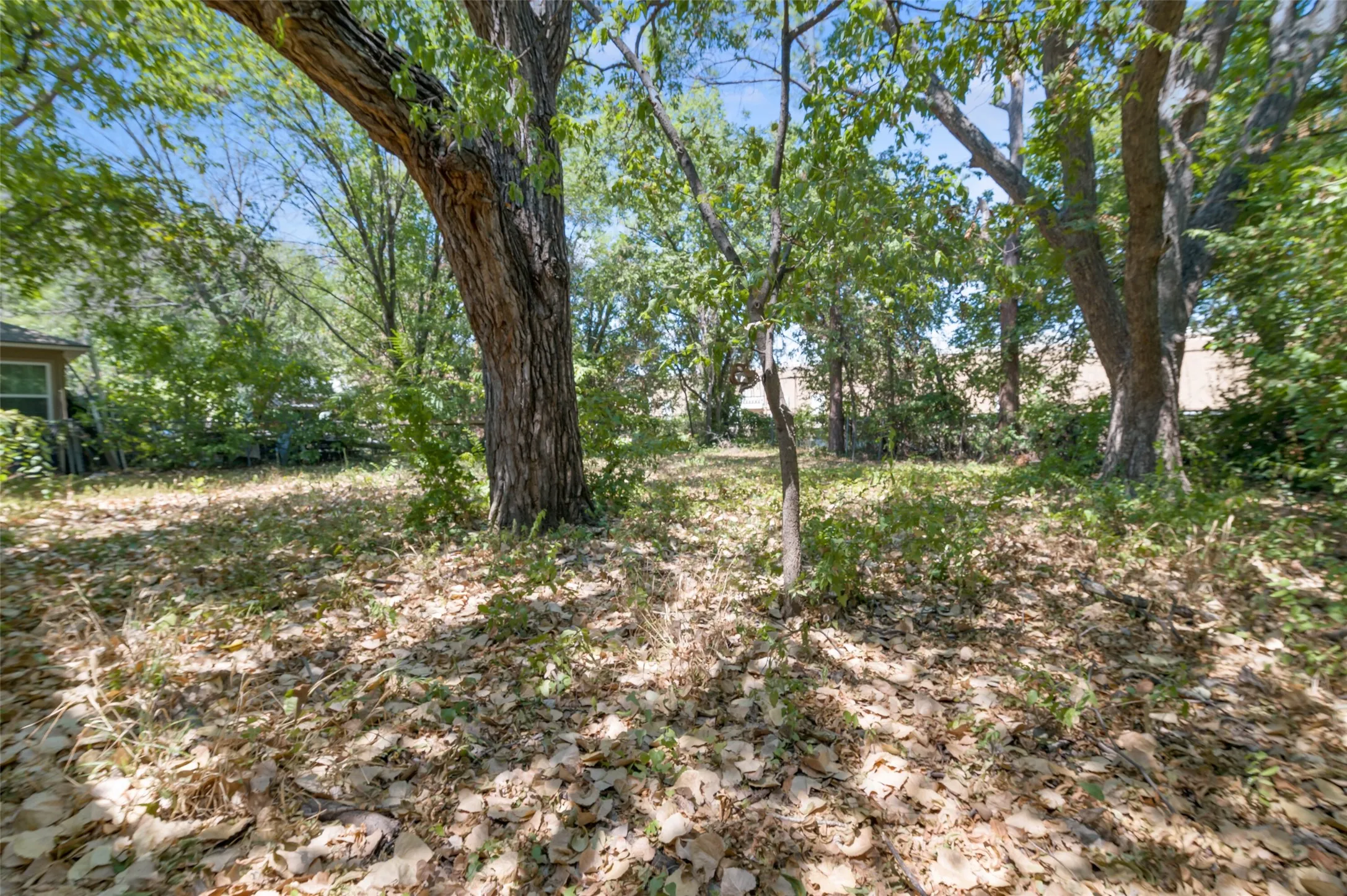 Large back yard with native vegetation.