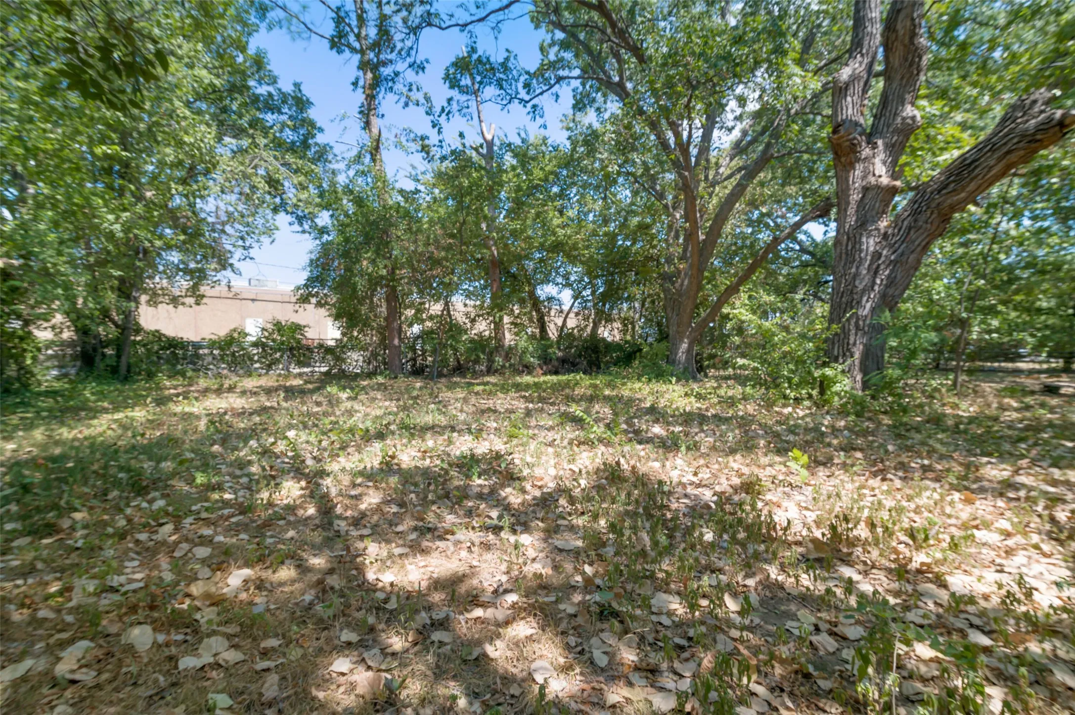 Large back yard with native vegetation.
