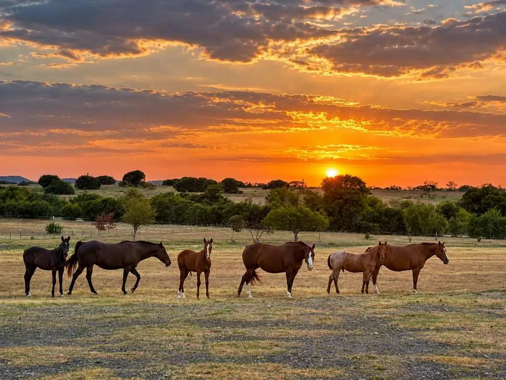 Horses along the fence line beneath a Central Texas sunset.