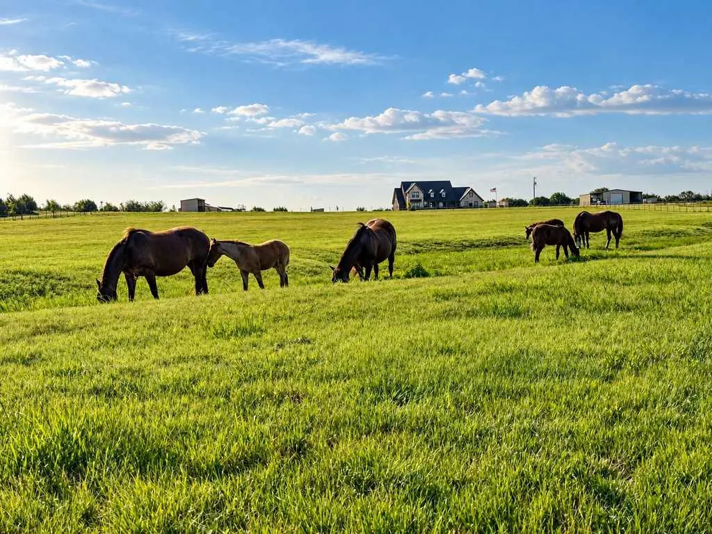 Grazing pasture with scattered trees and open views.