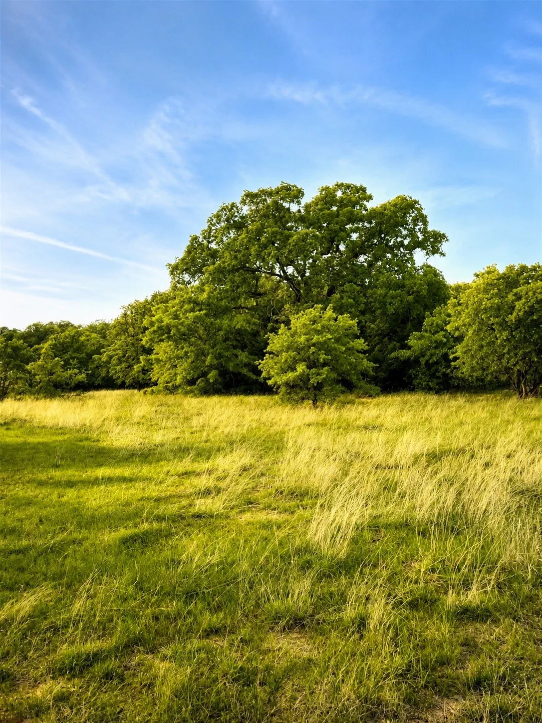 Unimproved Land For Sale in Montague County , Lot 10 Pleasant Hill Road, Sunset, Texas 76270, 0, 0, Garage spaces, 0 Sqft, built in 0, mls#21372279, Real Estate Agent in Sunset, Homes For Sale in Montague county, Homes For Sale in Sunset, Realtor in Sunset Texas, Real Estate Brokerage Independent Realty Texas, Luminita Cordes Realtor
