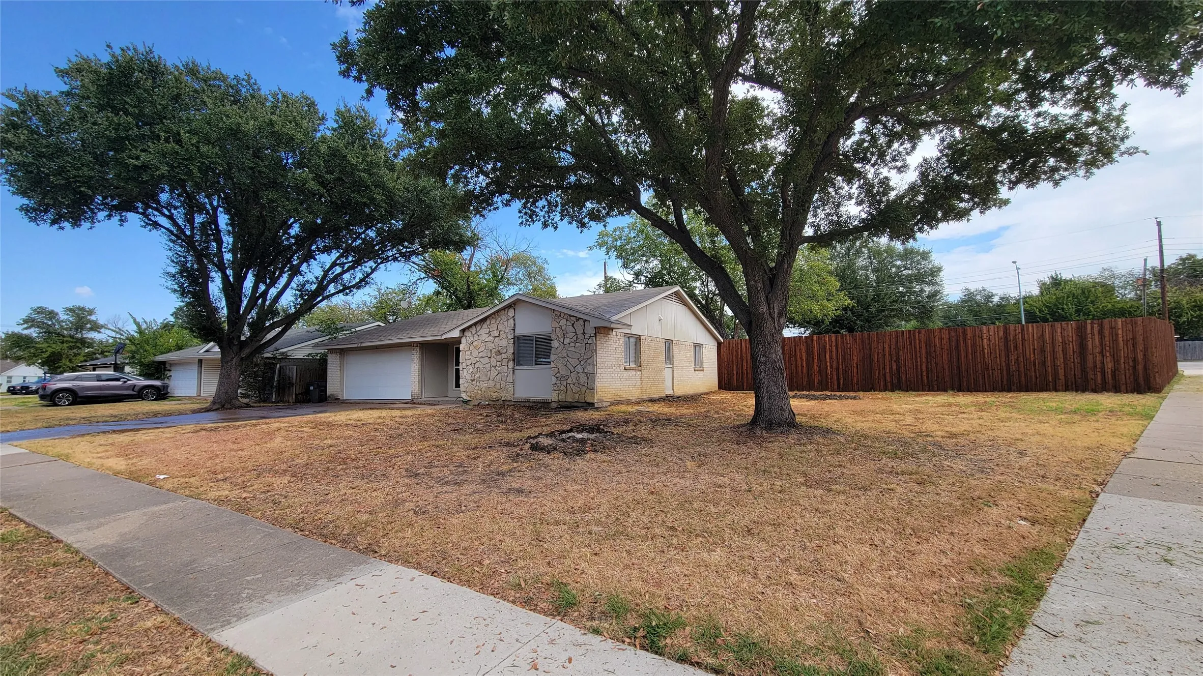 Great live oaks
