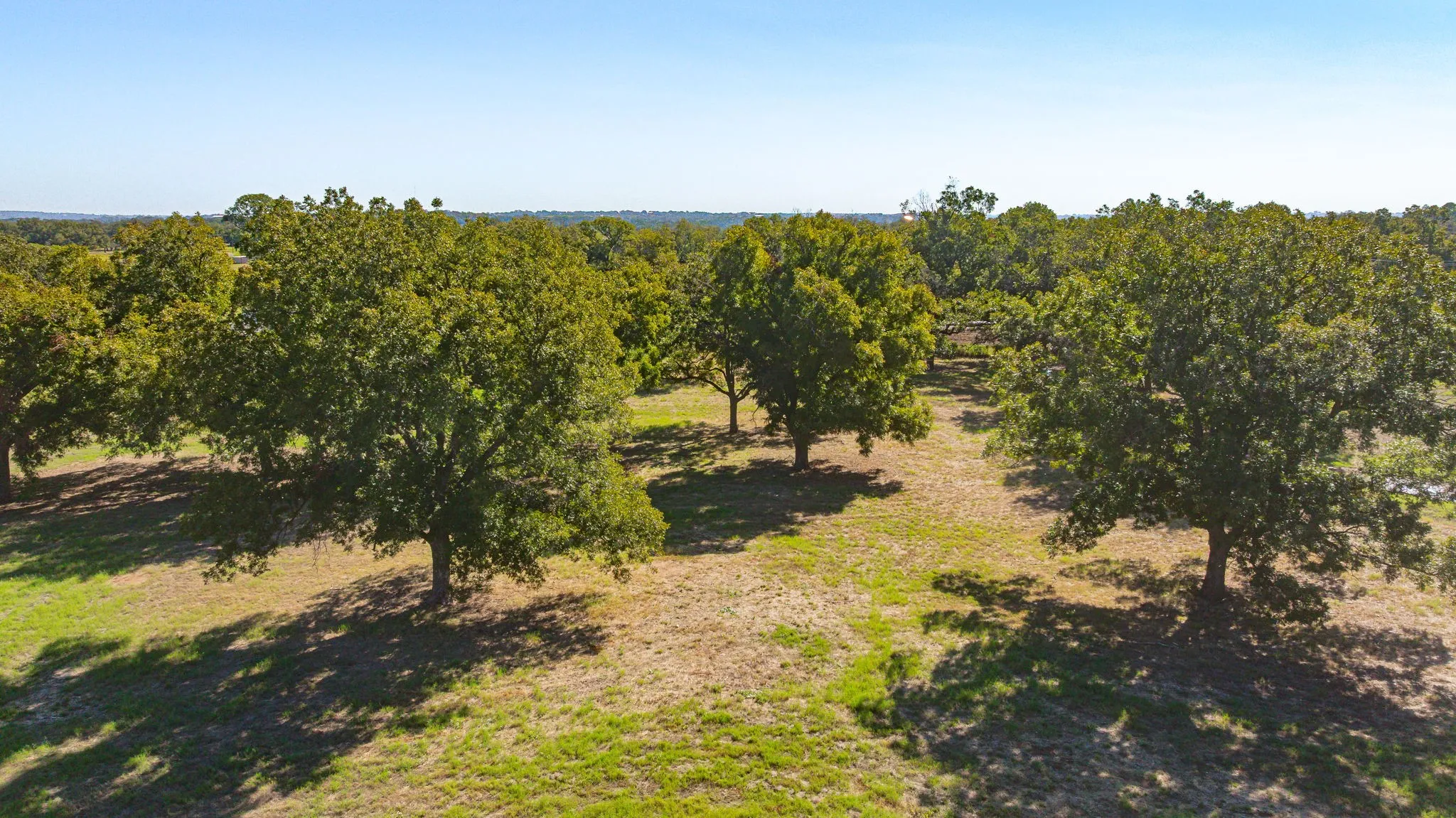 Beautiful Pecan Trees